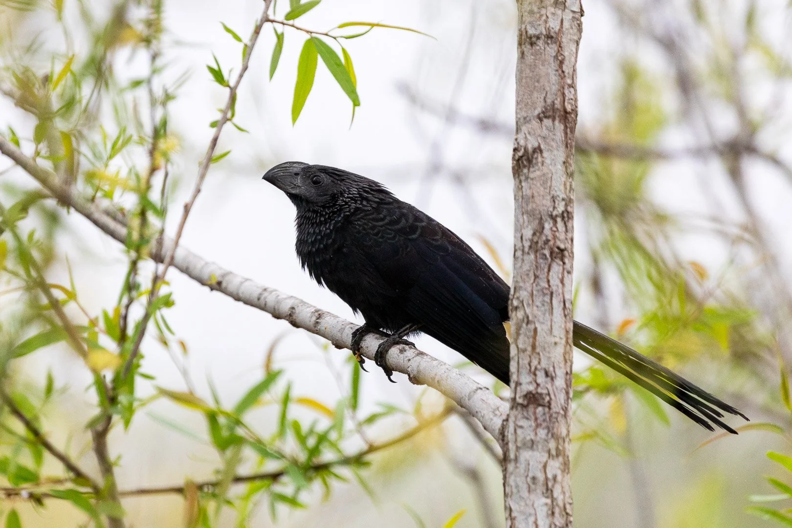 Gray Skies Over Emeralda Marsh