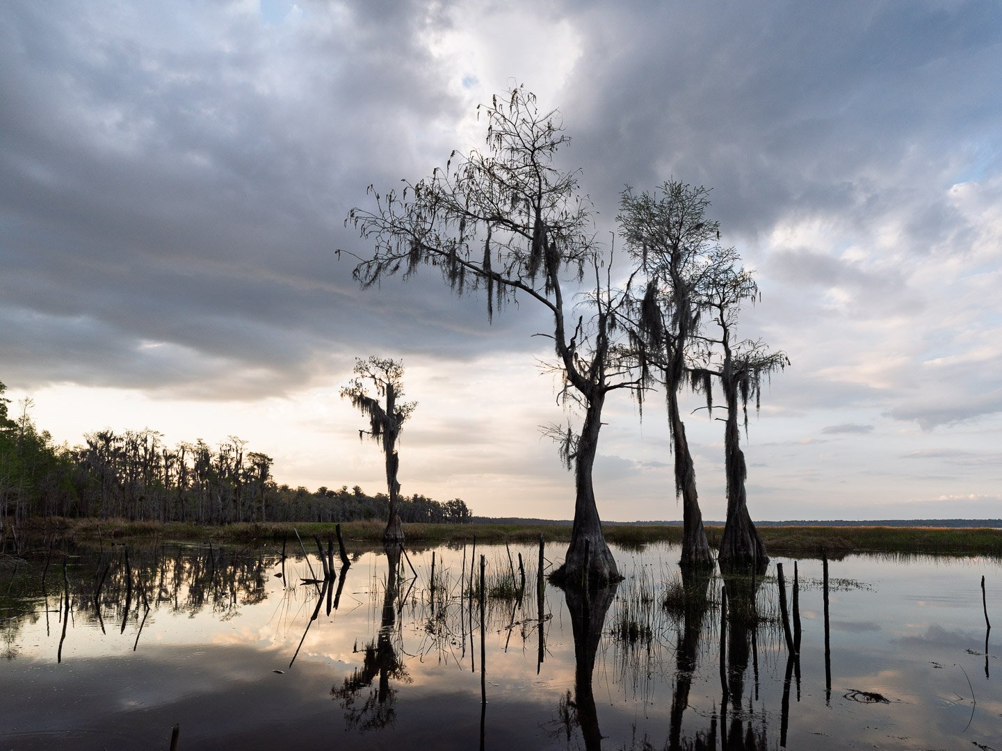Between Water and Wild