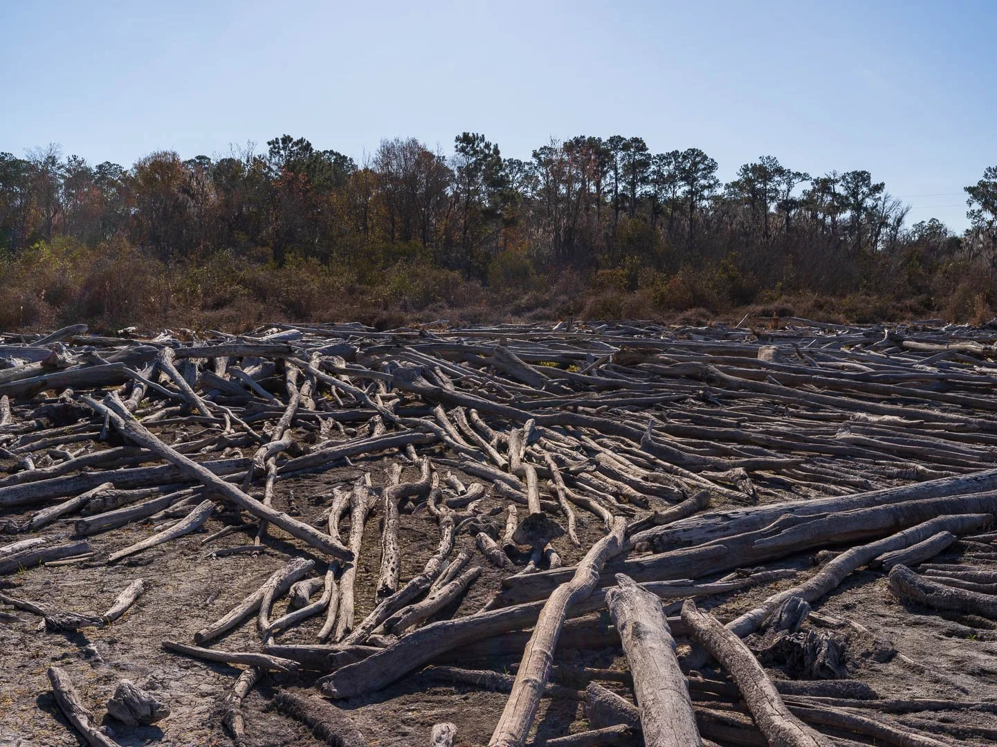 When the Water Pulls Back: Walking the Ocklawaha Drawdown