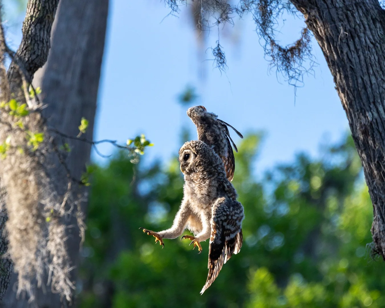 Saving a Barred Owl Owlet
