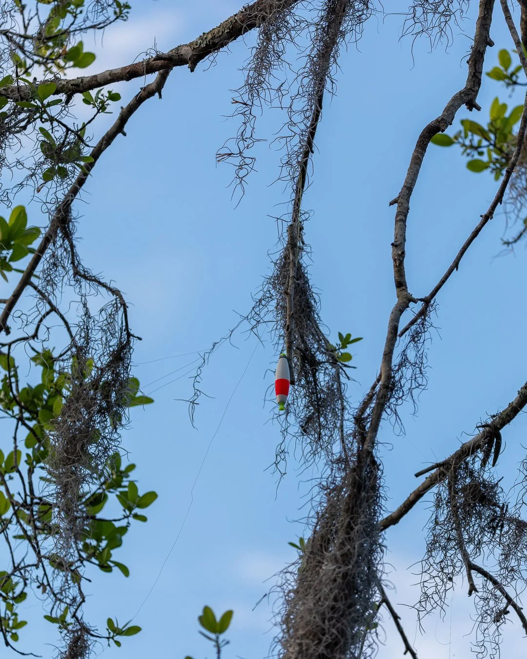 The bobber and line hanging in the moss is exactly what we are fighting against. As long as that line remains, the river isn't truly safe.
