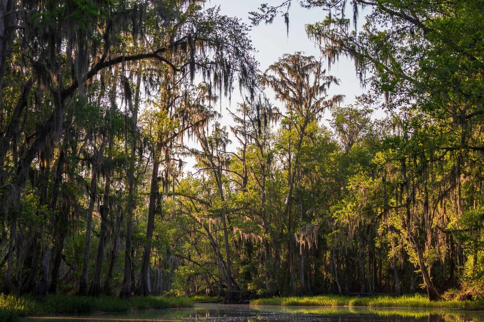 Saving the Silent Hoot: The Story of a Barred Owl Family