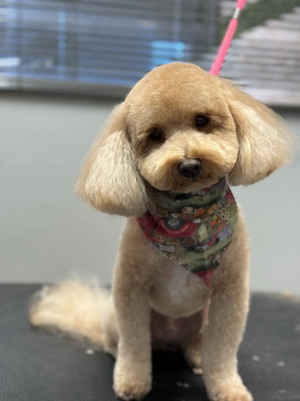 Pet Boarding Pet Grooming In Gluckstadt MS Madison Ms Jackson pet-boarding-pet-grooming-in-gluckstadt-ms-madison-ms-jackson
