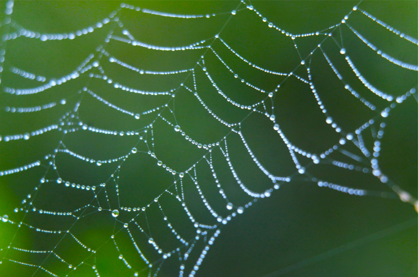 The Body’s Web: Understanding the Secret Intelligence of Fascia and its Role in Health