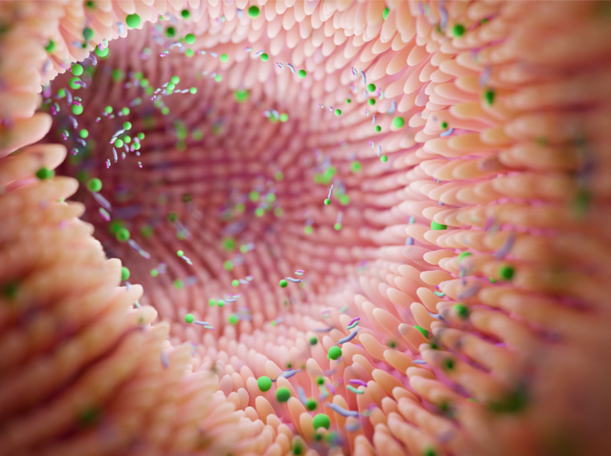 From Fertility to Menopause: How the Female Microbiome Influences Every Stage