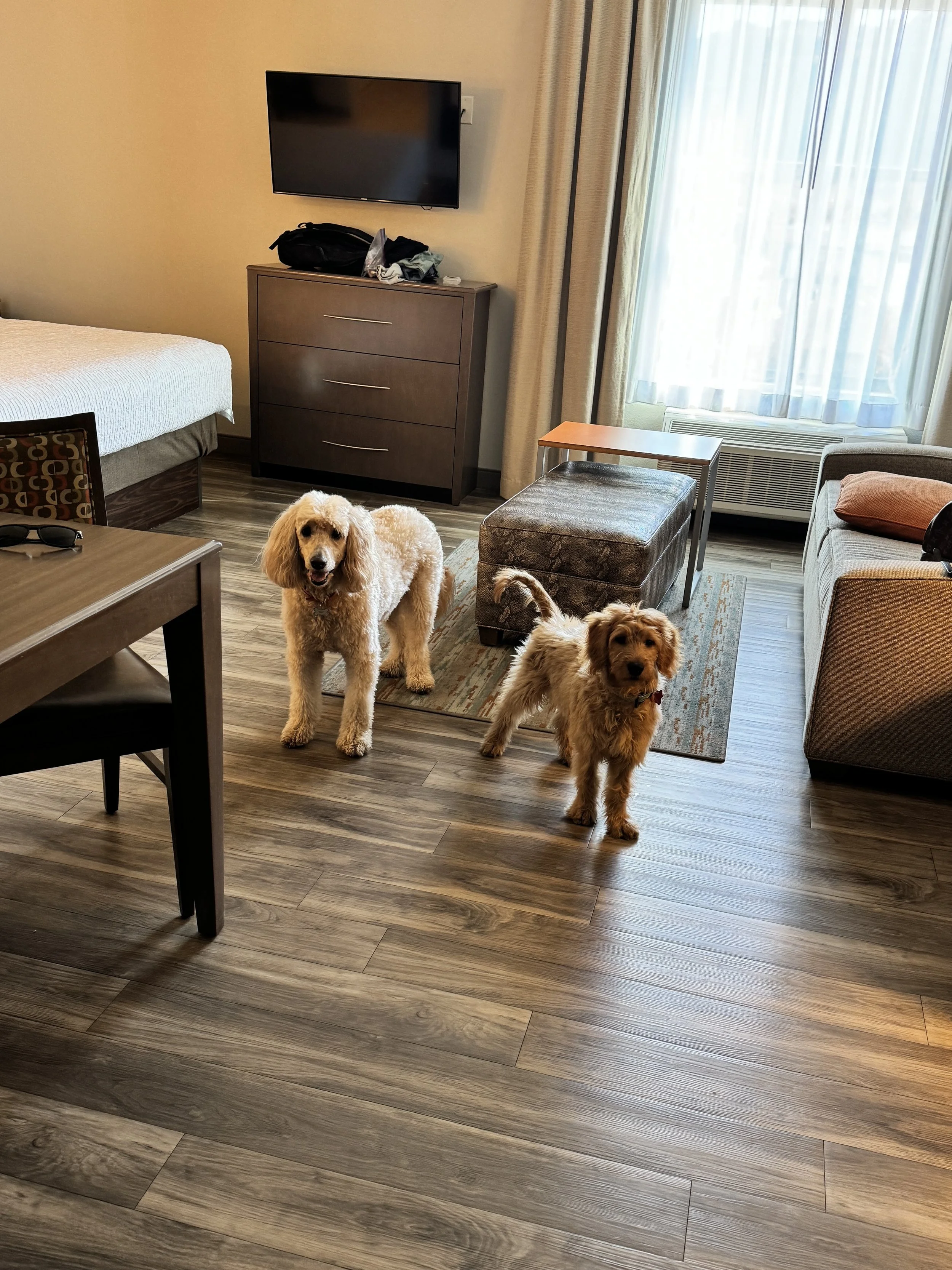 How Owning a Pet Changes the Way You Travel.