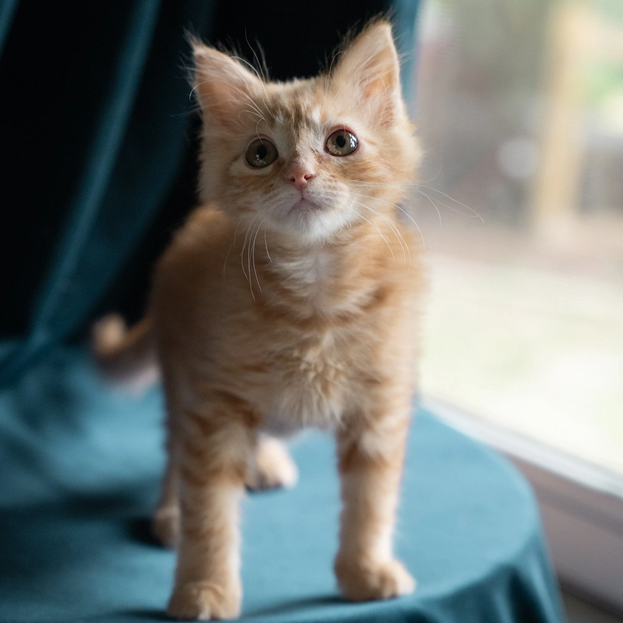 kittens-31.jpg