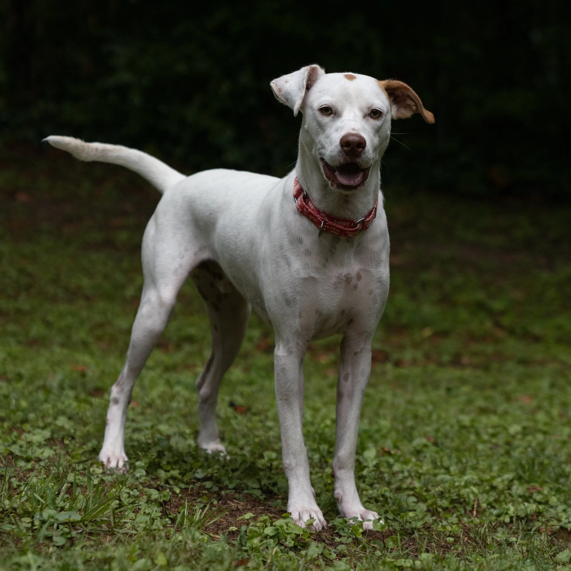 gus-4.jpg
