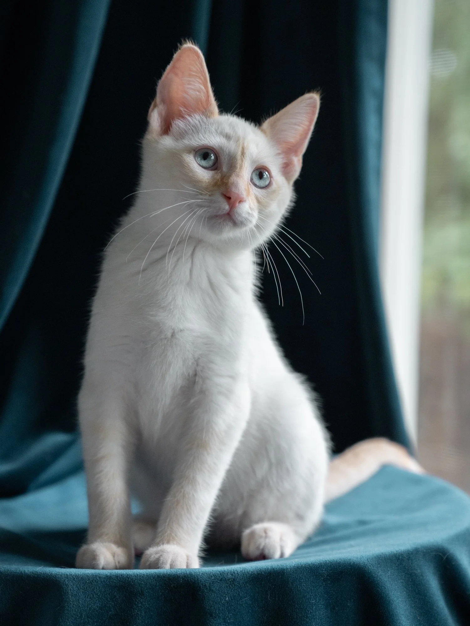 kittens-30.jpg