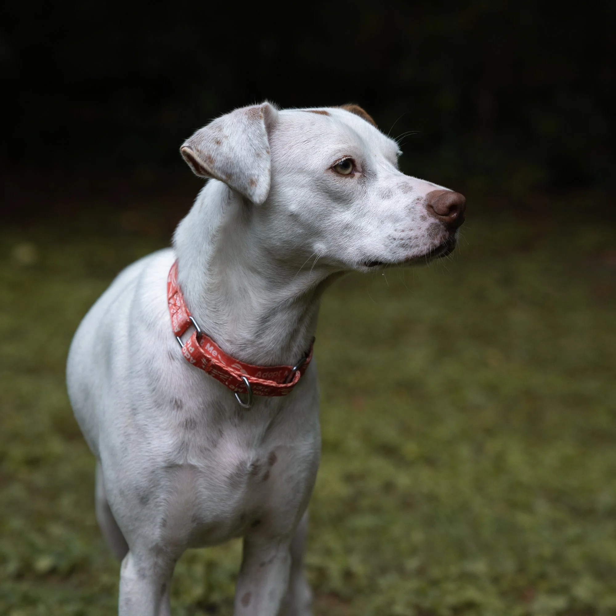 gus-2.jpg