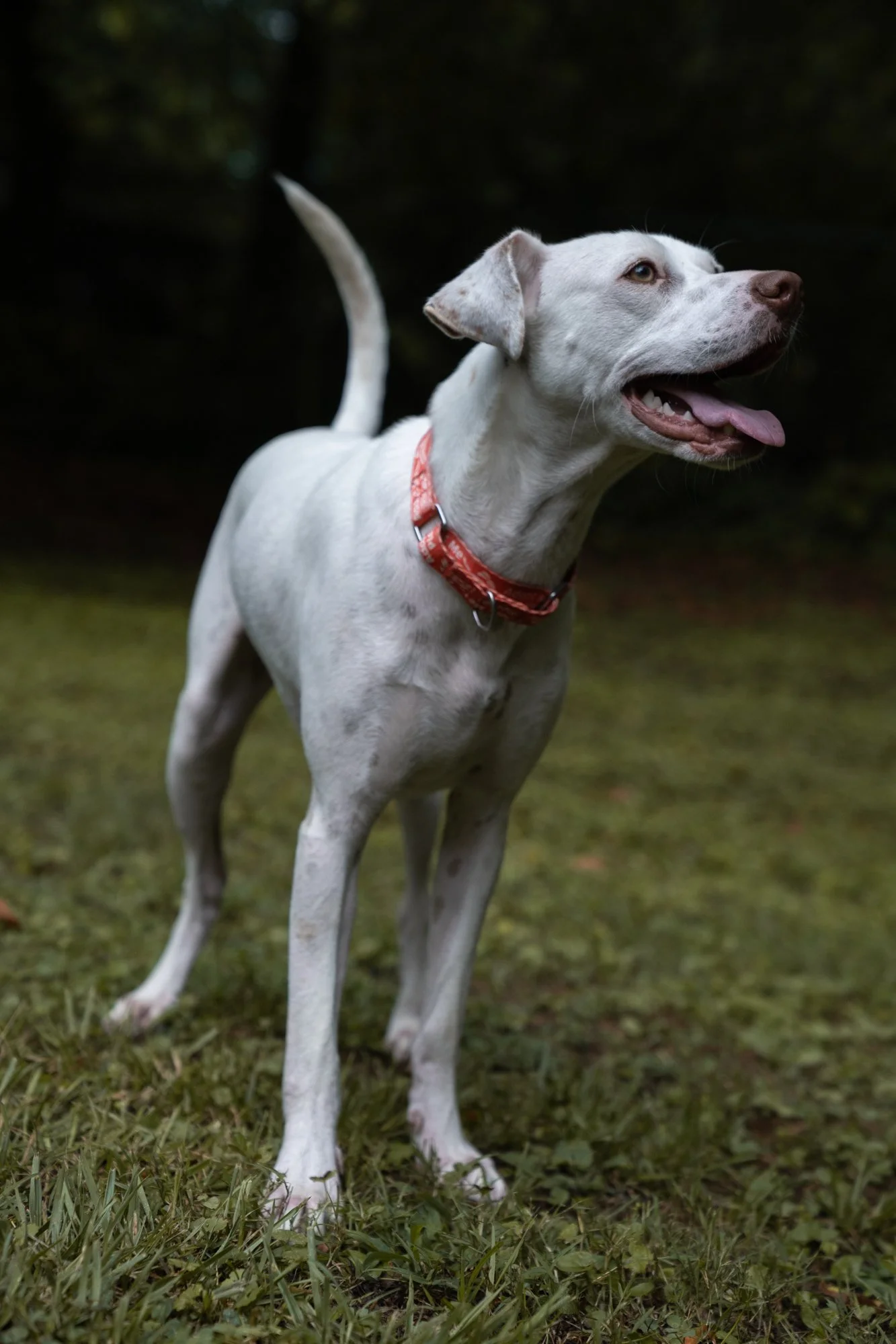 gus-1.jpg