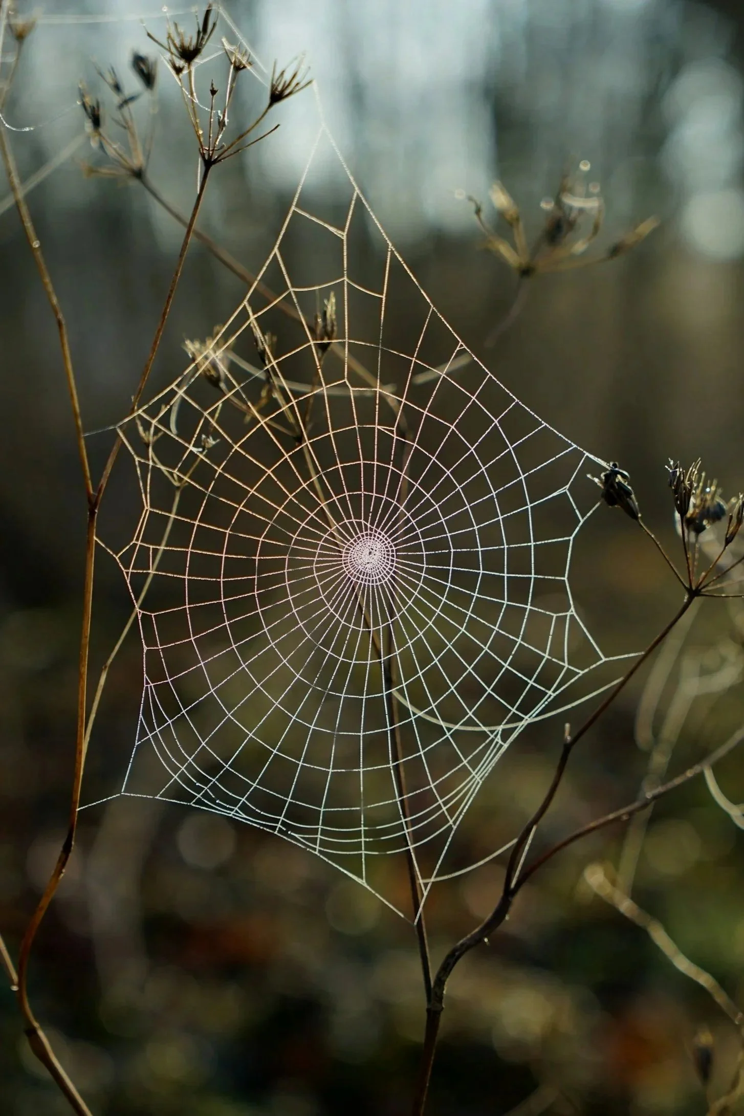 a spiderweb with a rainbow sheen