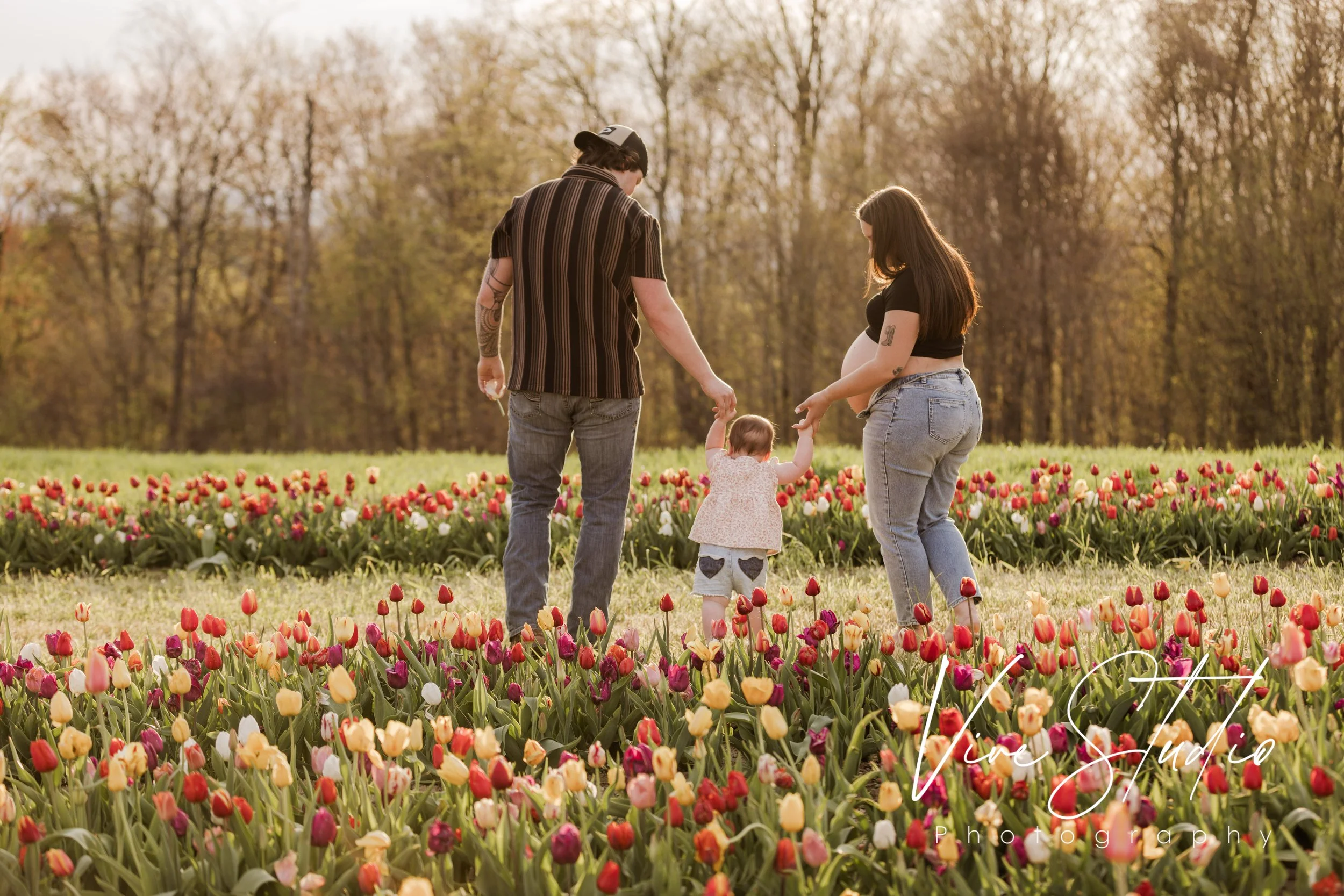 tulips, vivestudio, amieburns
