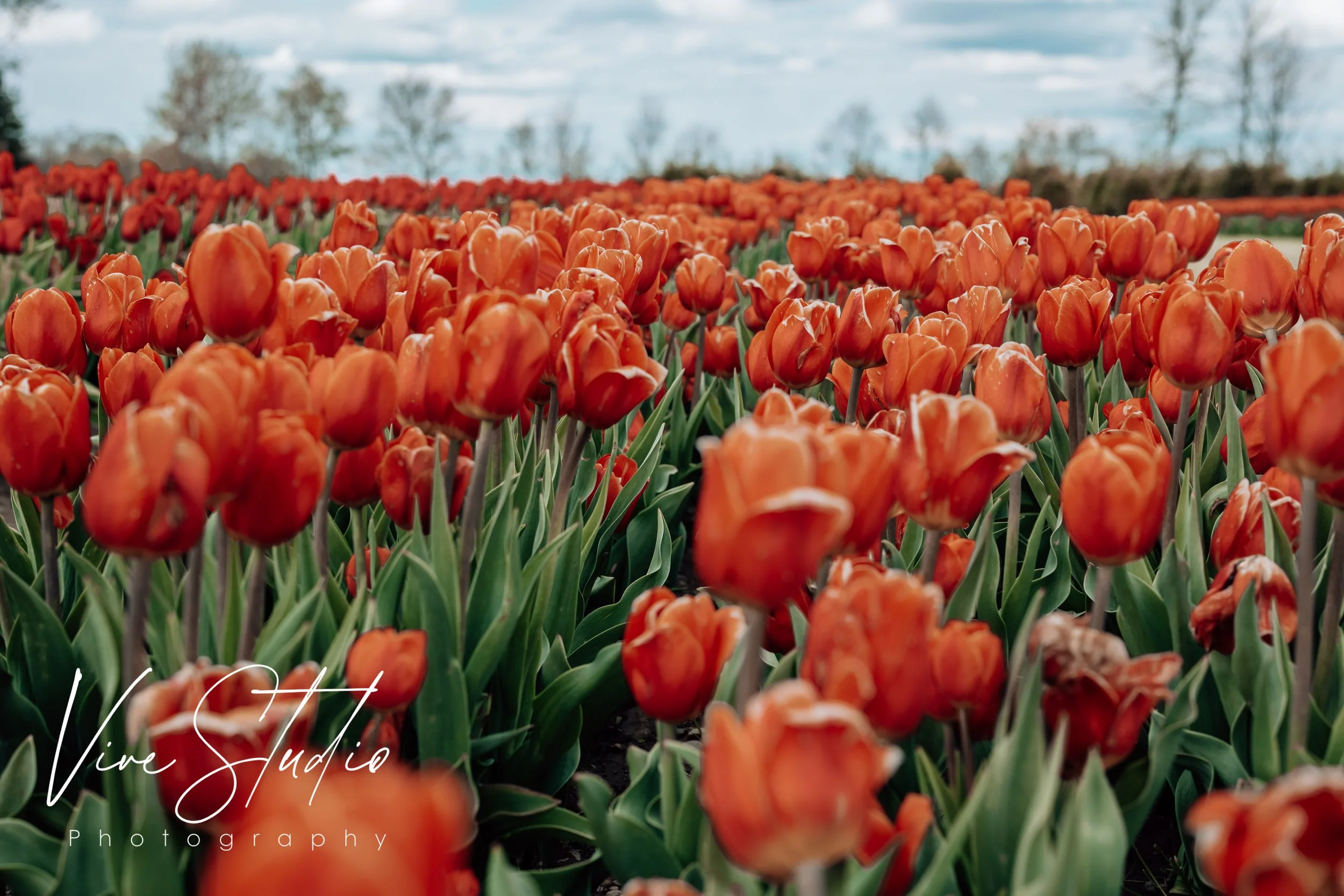tulips, tulip, tulipfarm, vivestudio, amieburns, tulipphotos