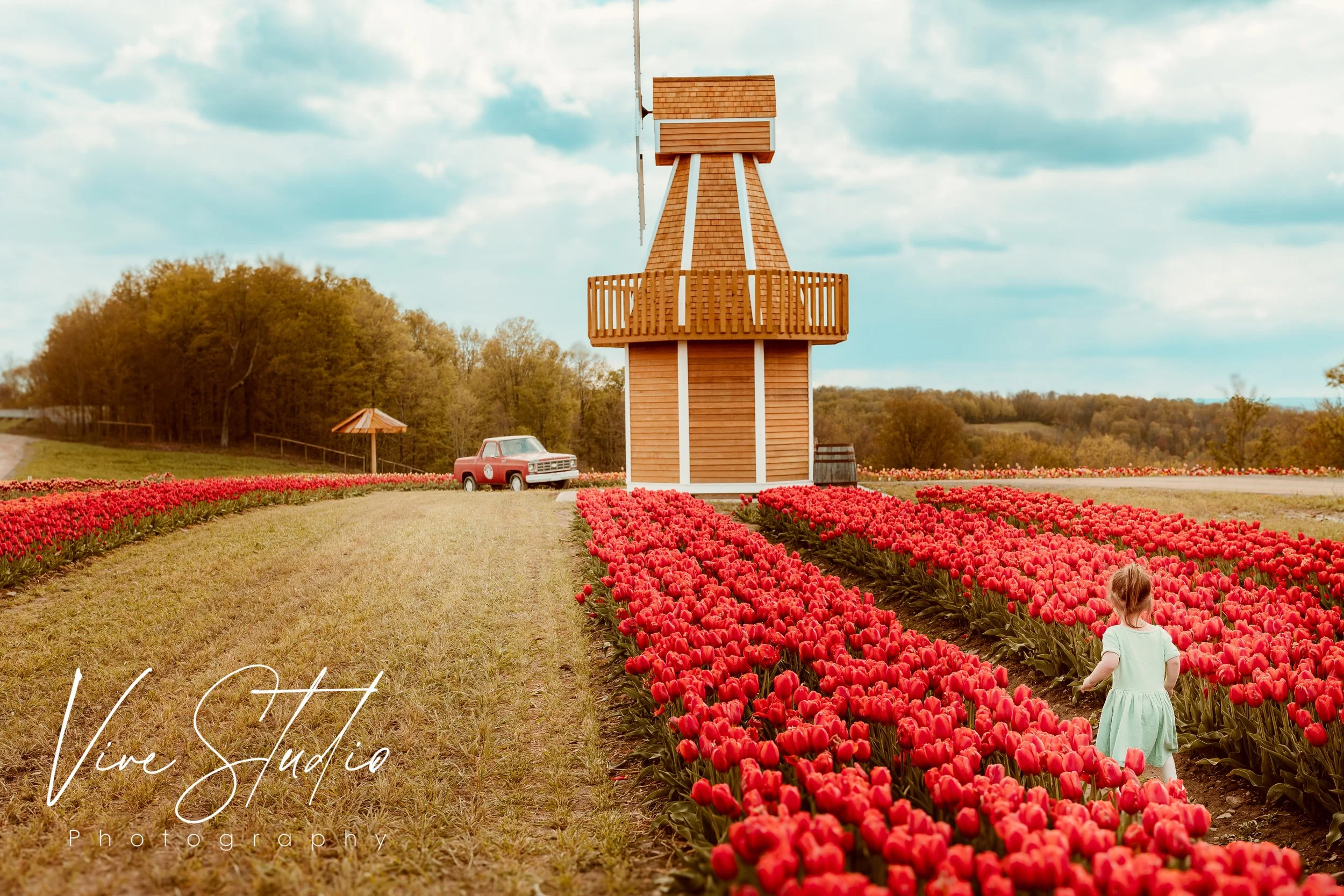 tulips, Lakeland Orchard, tulipfestival, vivestudio, amieburns, photography, tulipphotos,