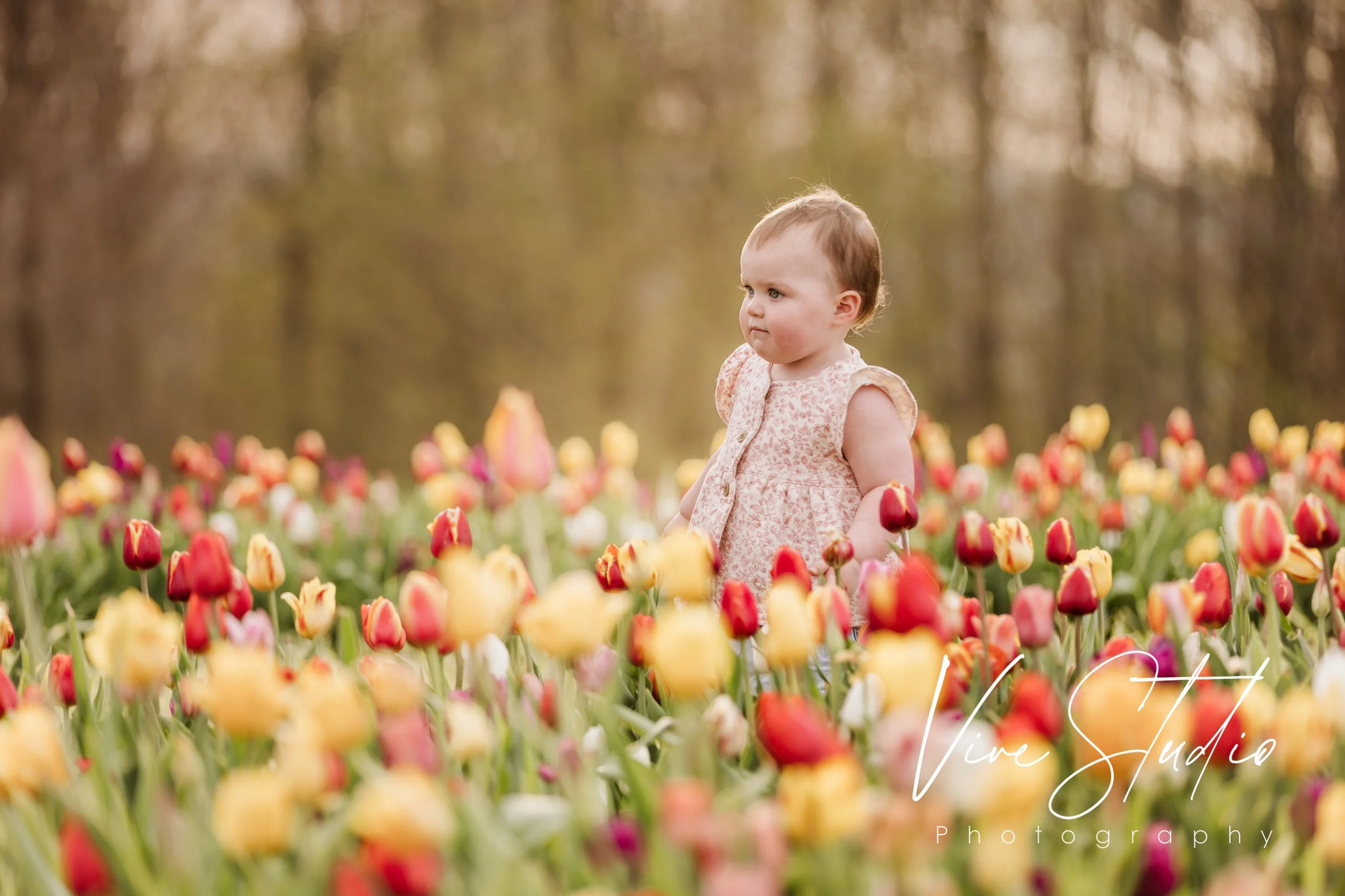 baby, tulips, vive, scranton, amie burns