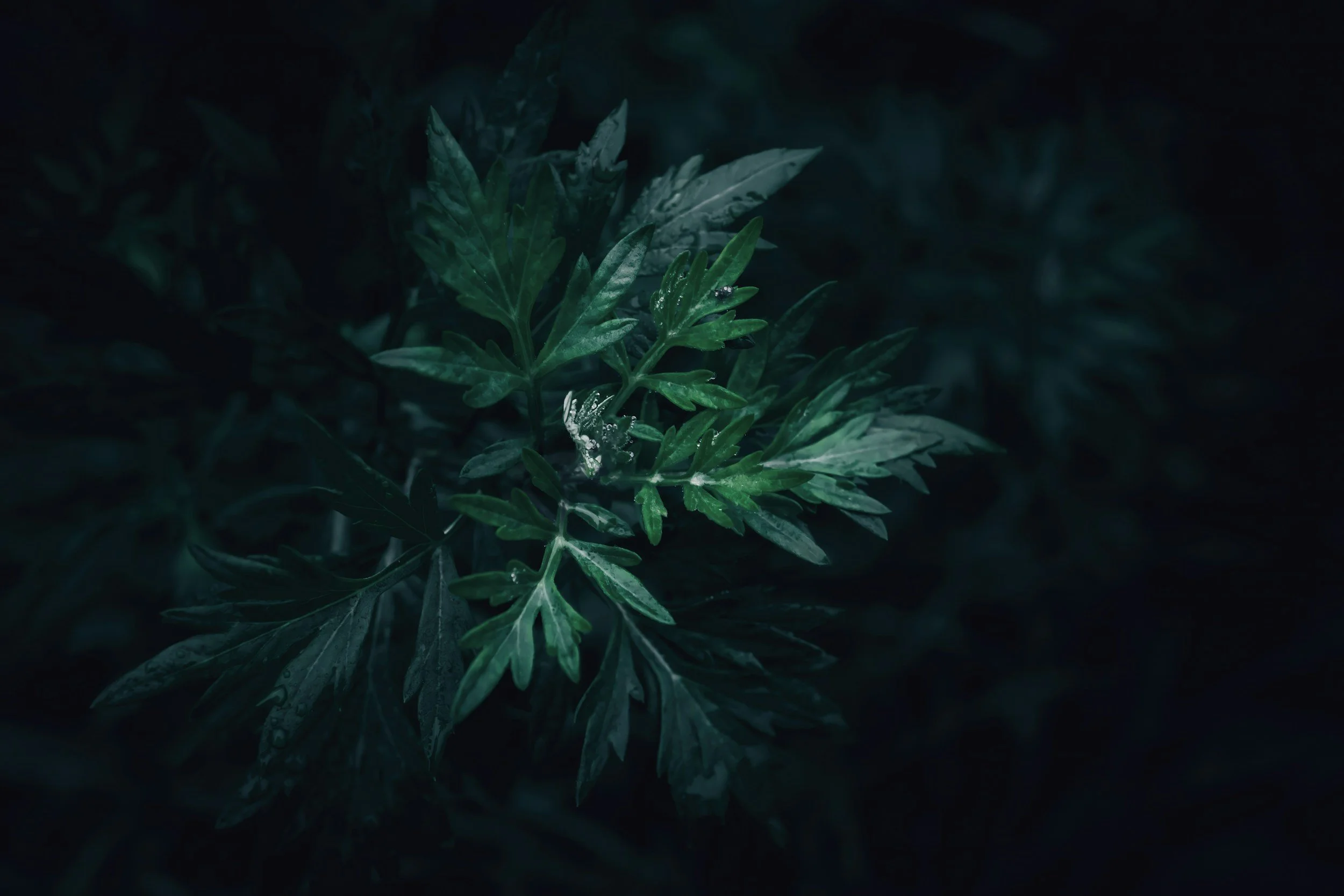 Plant Spirit Journey: Mugwort
