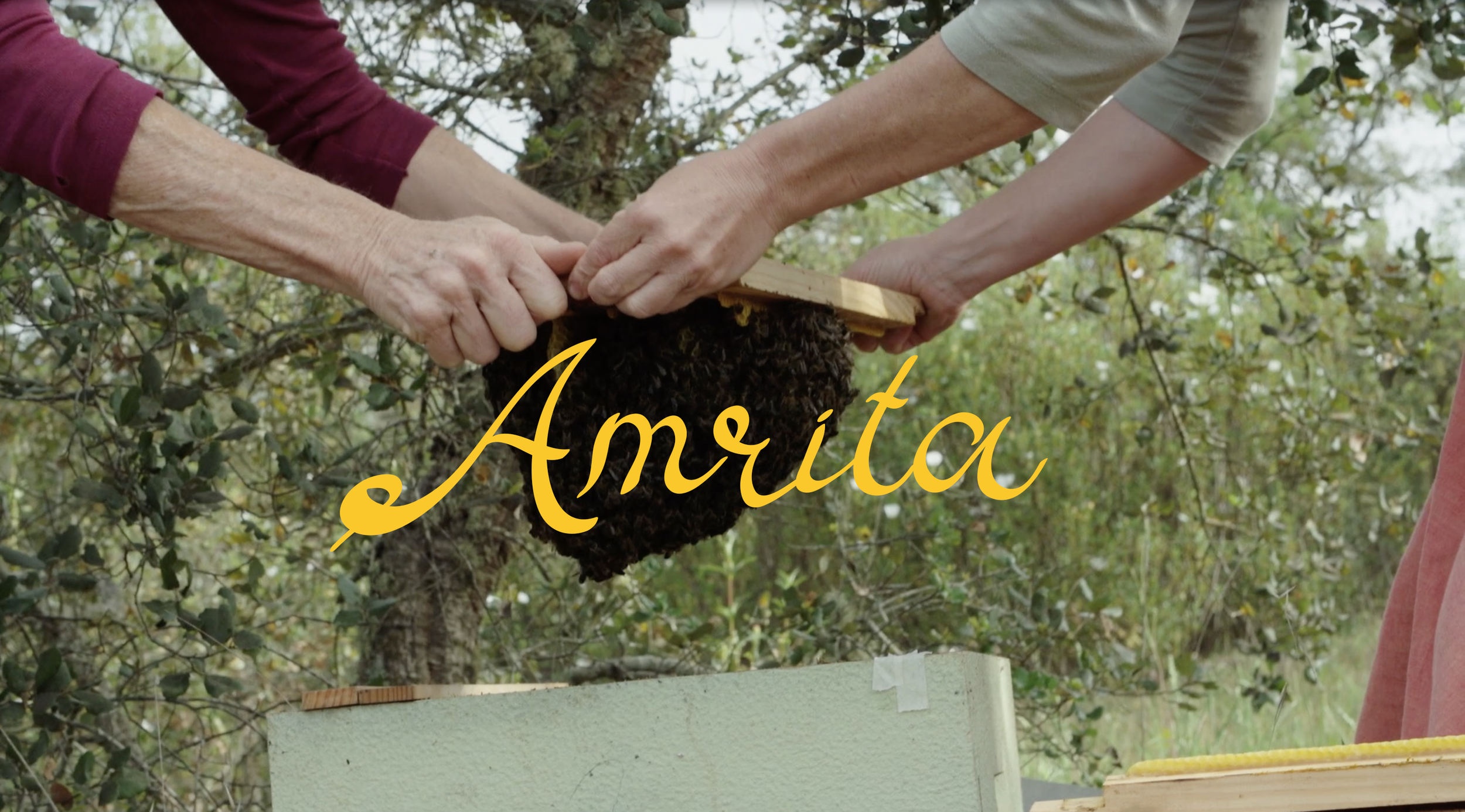 An Evening of Honey, Bees, and Film: Amrita Documentary Screening