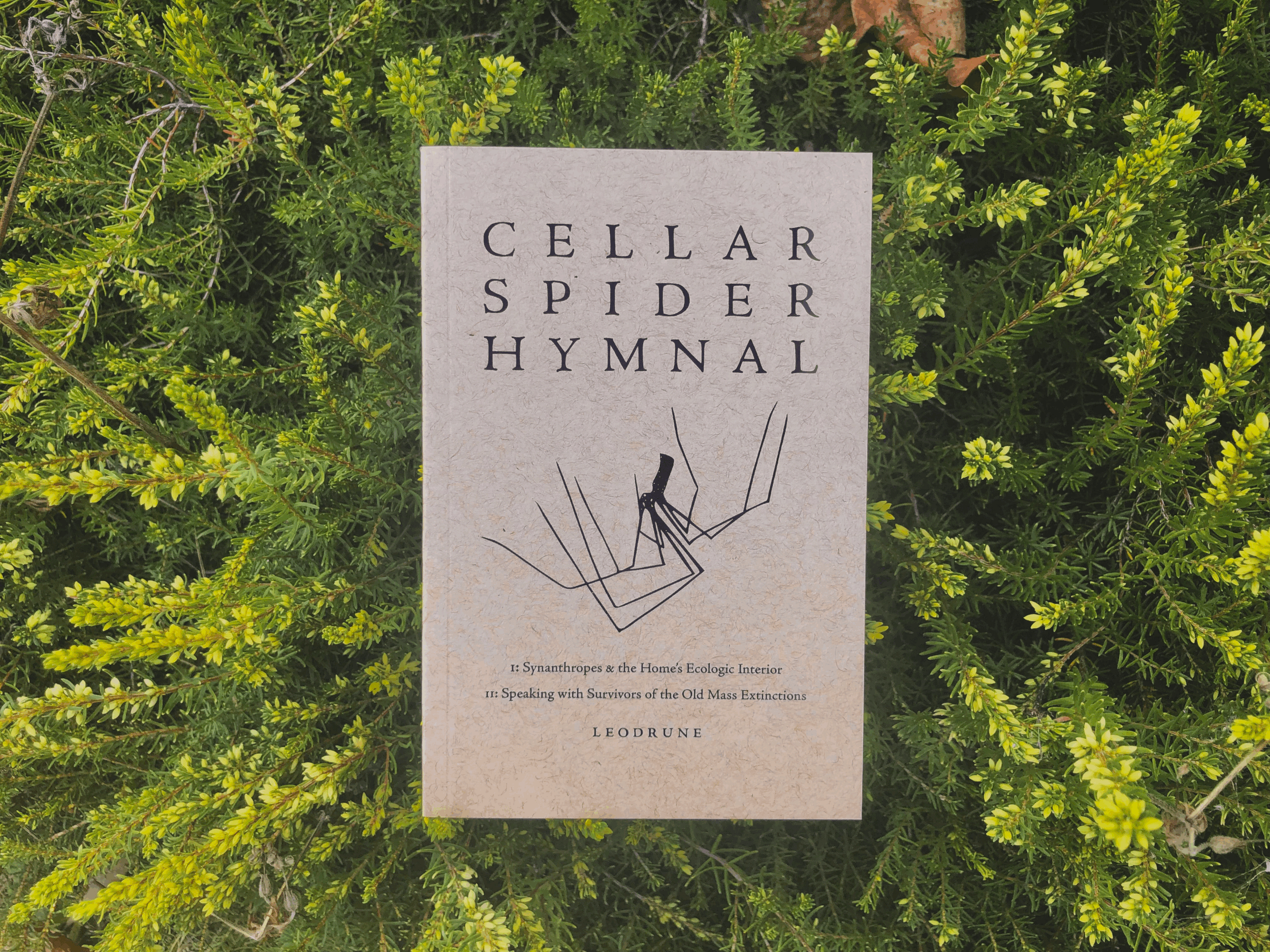 Cellar Spider Hymnal: Live reading with Leodrune Press 