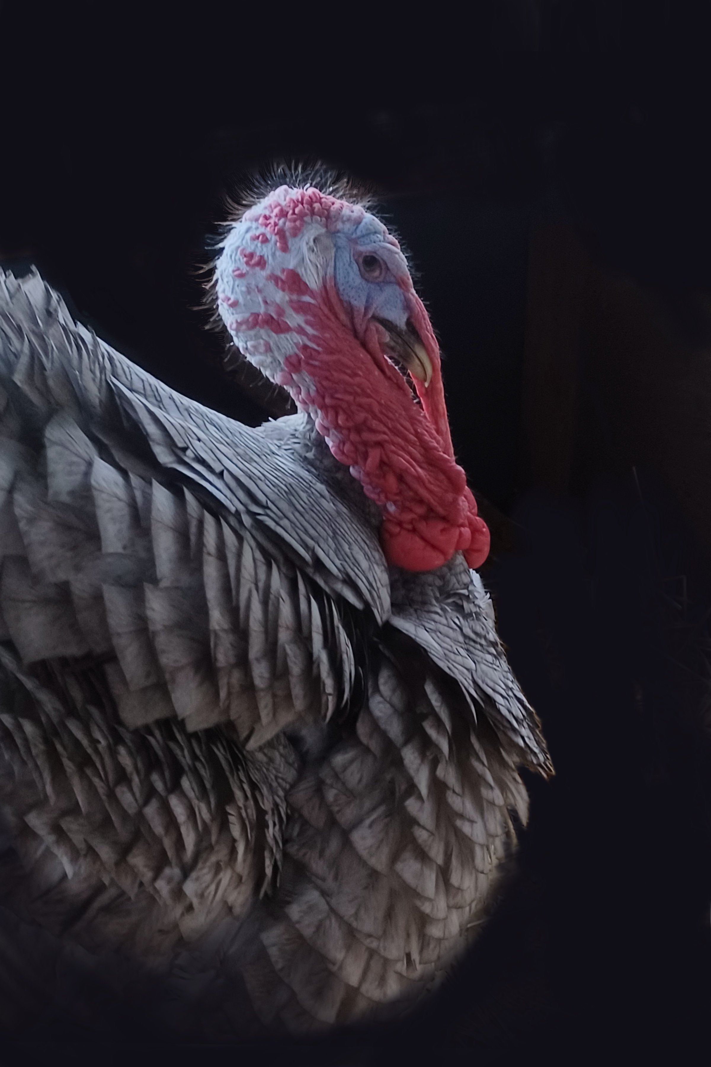 Heritage Blue Slate Turkey art card