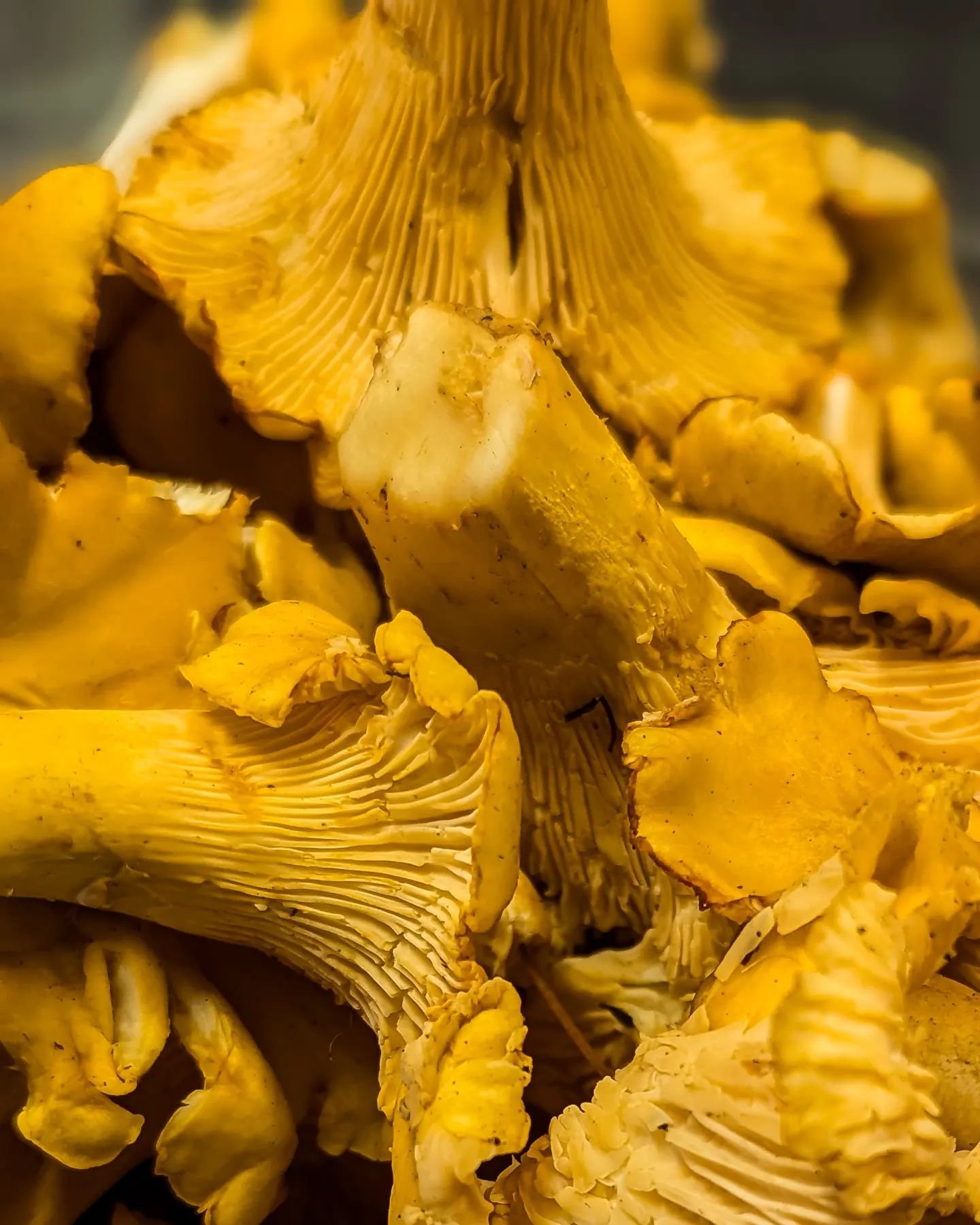fresh foraged for the season 🍄 we're knee deep in chanterelles sprinkling them into as much as we can 

come taste our new menu and enjoy the seasonally rotating garnishes + accompaiantments 〰️ we'll be waiting