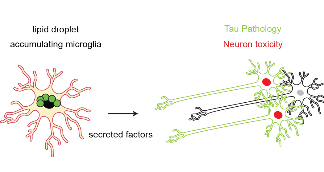 Research Haney Lab Upenn