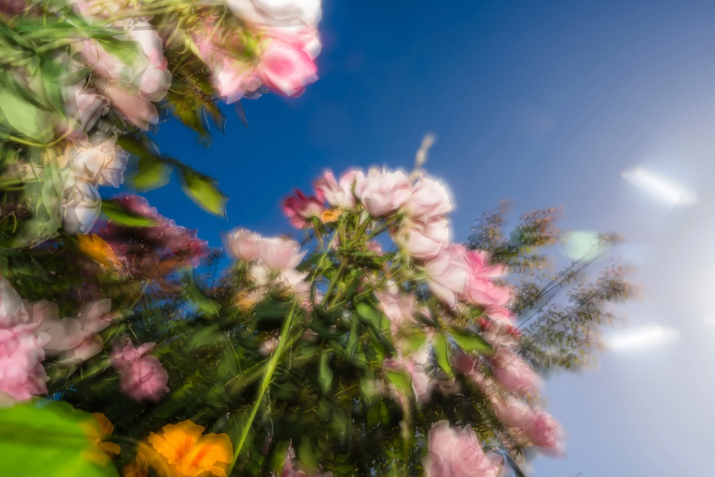 &deg;❀.ೃ࿔* Garden Dreams &deg;❀.ೃ࿔*

#gardenphotography #gardenphoto #flowerphotographer #butterflyphotography #eclecticphotos