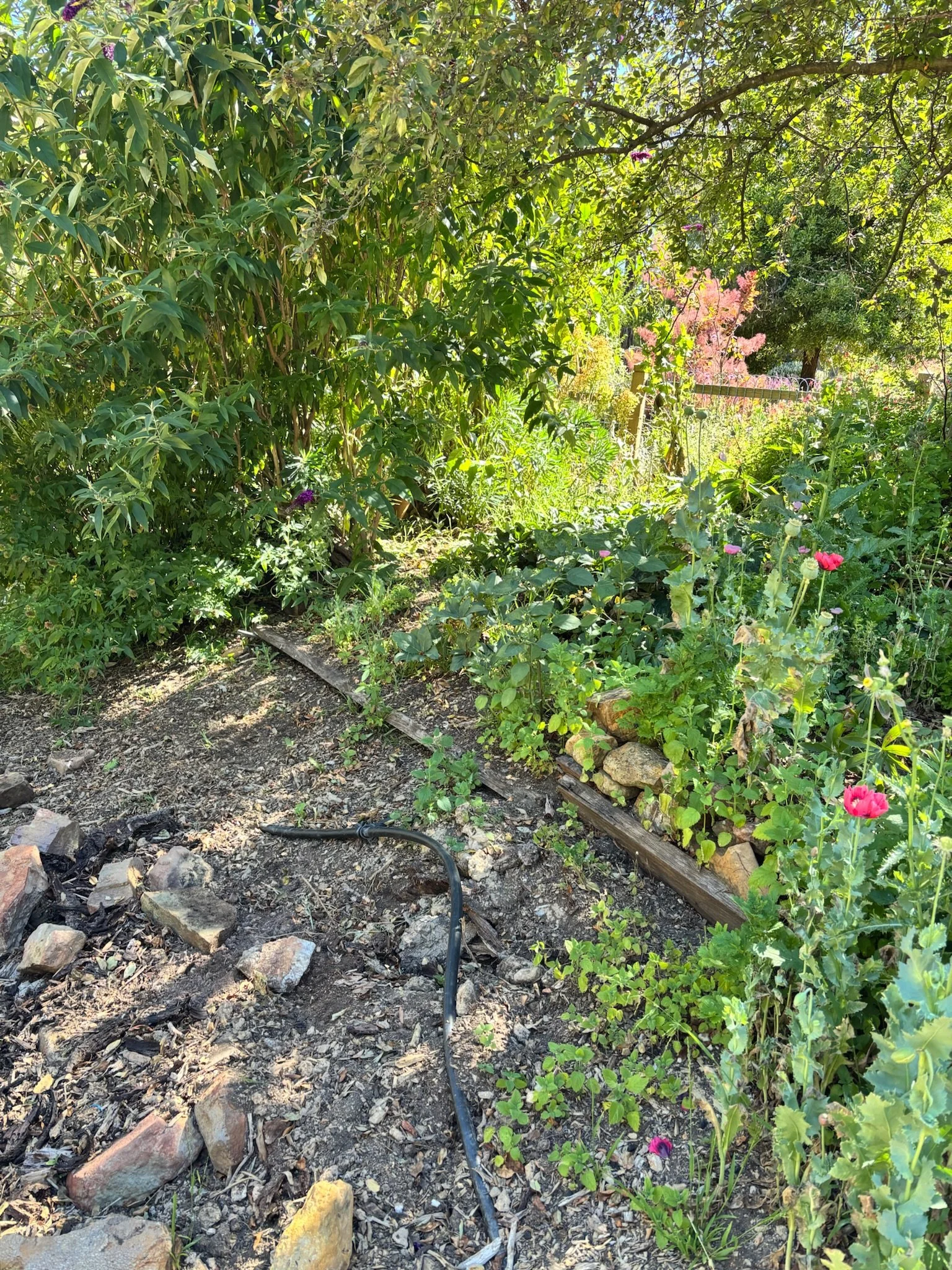 The mess that was the crabapple bed - a tangle of lemon balm, poppies, a few crowded out hellebores and the odd blackberry. Potential for sure.