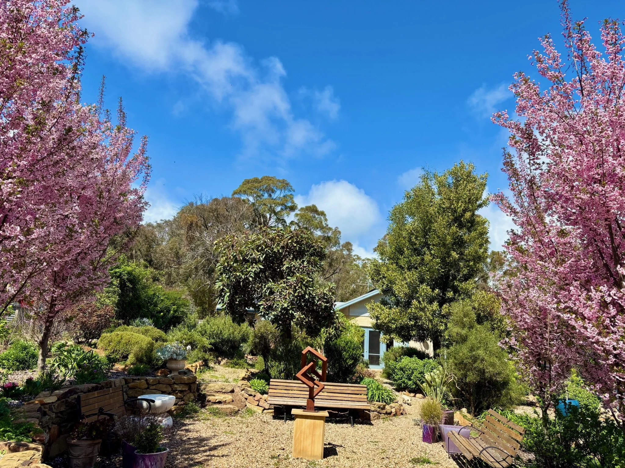 Cherry blossoms in all their glory - Spring 2026