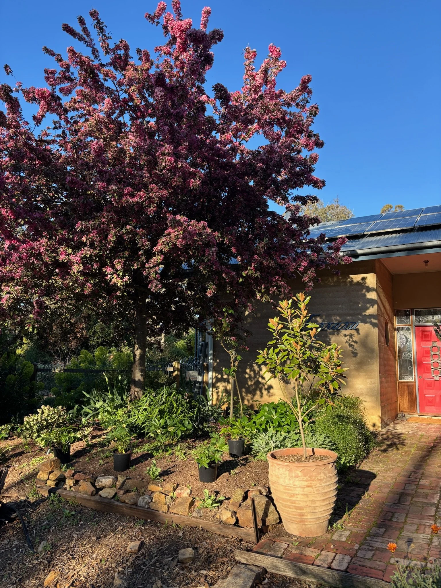 Our two magnolias will be very happy in their new location once those garden beds are built.