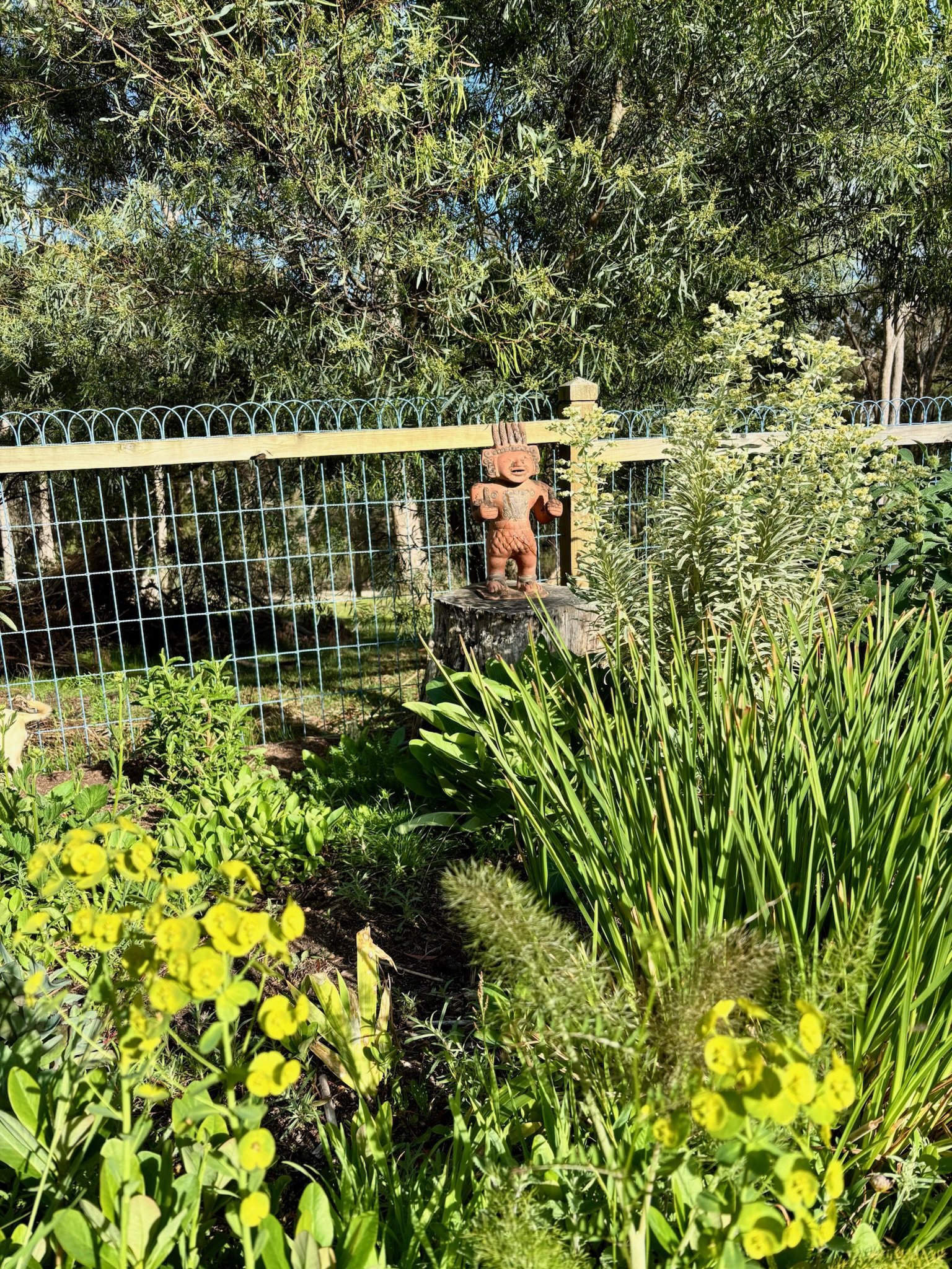 Euphorbias thrive in our mediterranean climate. The beautiful pops of vivid green and softness of the variegated Silver Swan.