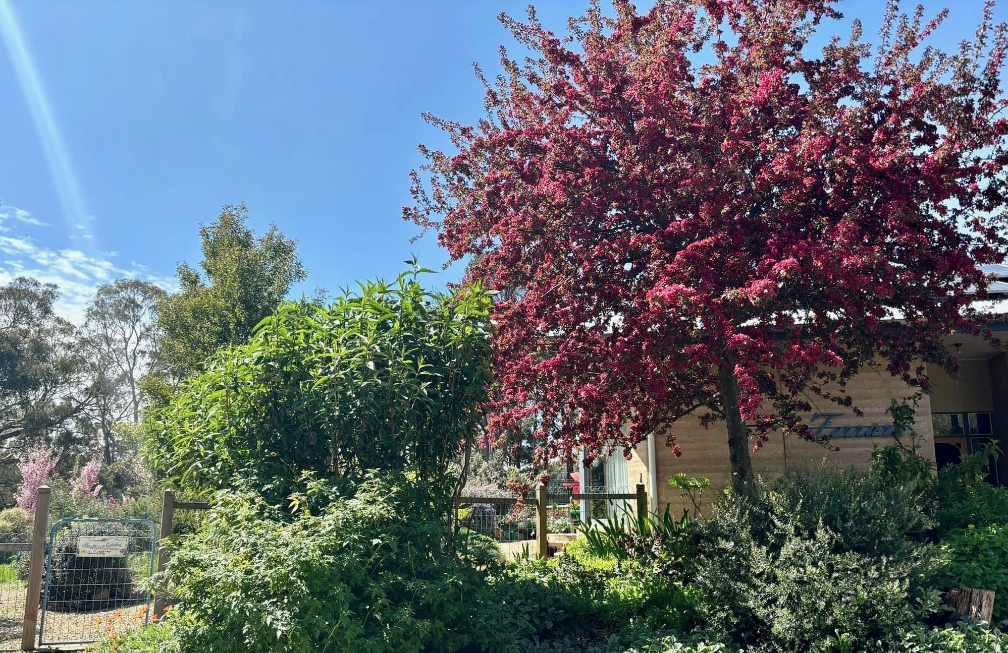 The crabapple tree was a lovely addition the previous owners had planted with lots of potential to tackle the under plantings and provide some more cohesion and structure.