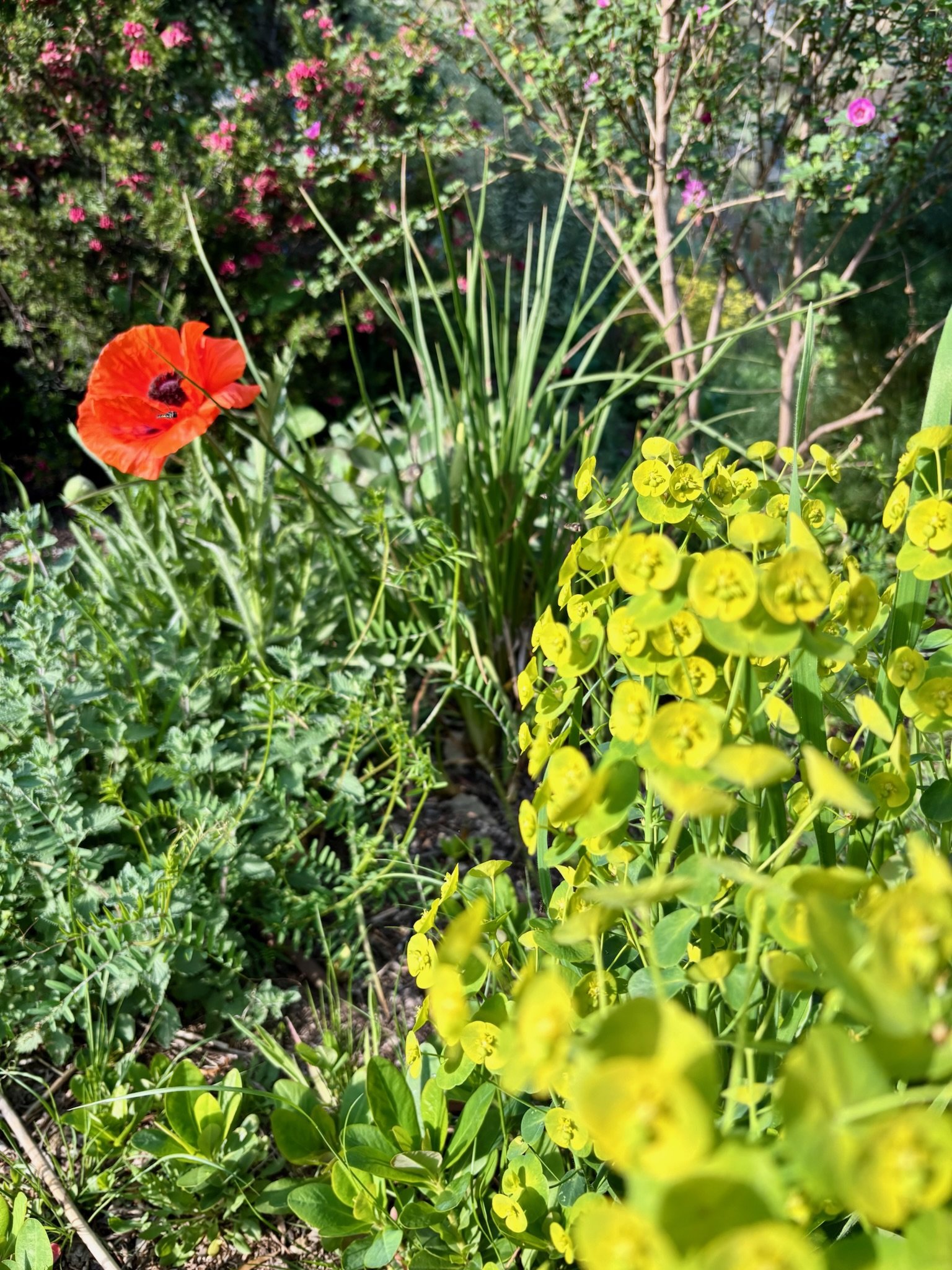 Colour abounds within the perennial border - always looking for those little accents to create a moment of interest for the eye to catch.