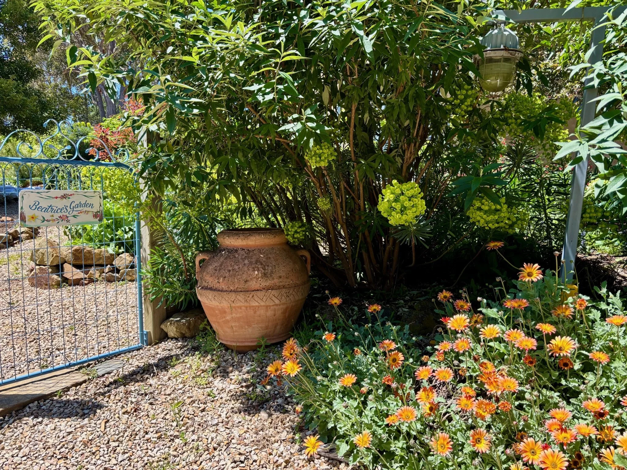 A little moment of colour with the vivid green of the euphorbia and the orange African daisies.