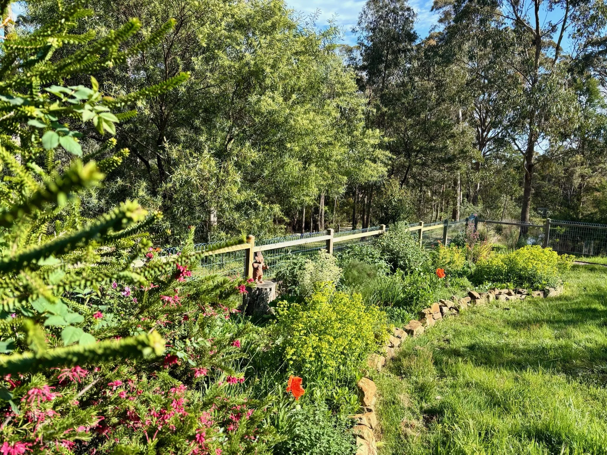 The perennial border beginning to show its potential