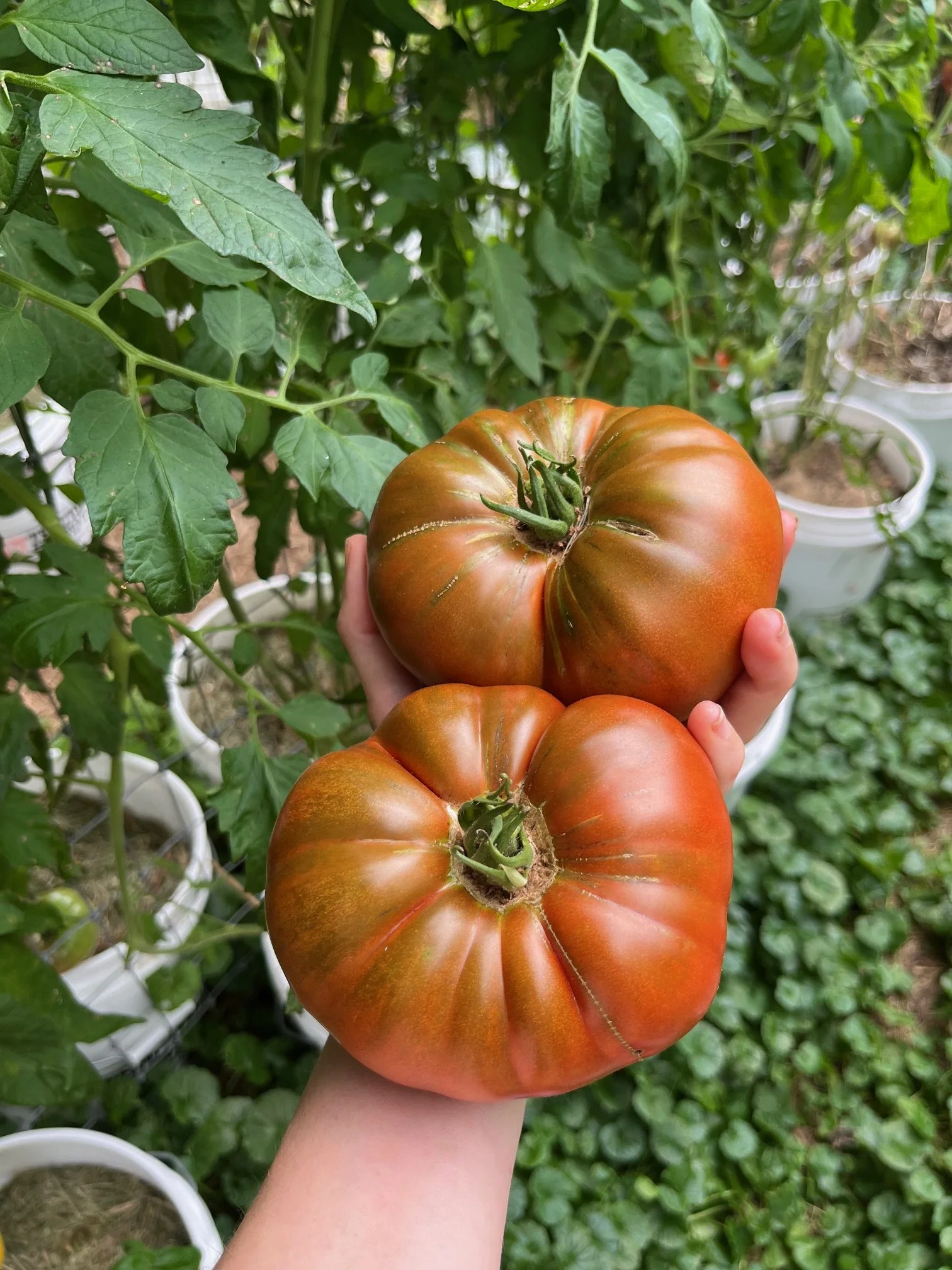 Tomato Growing 101 with Lena the Tomato Chick