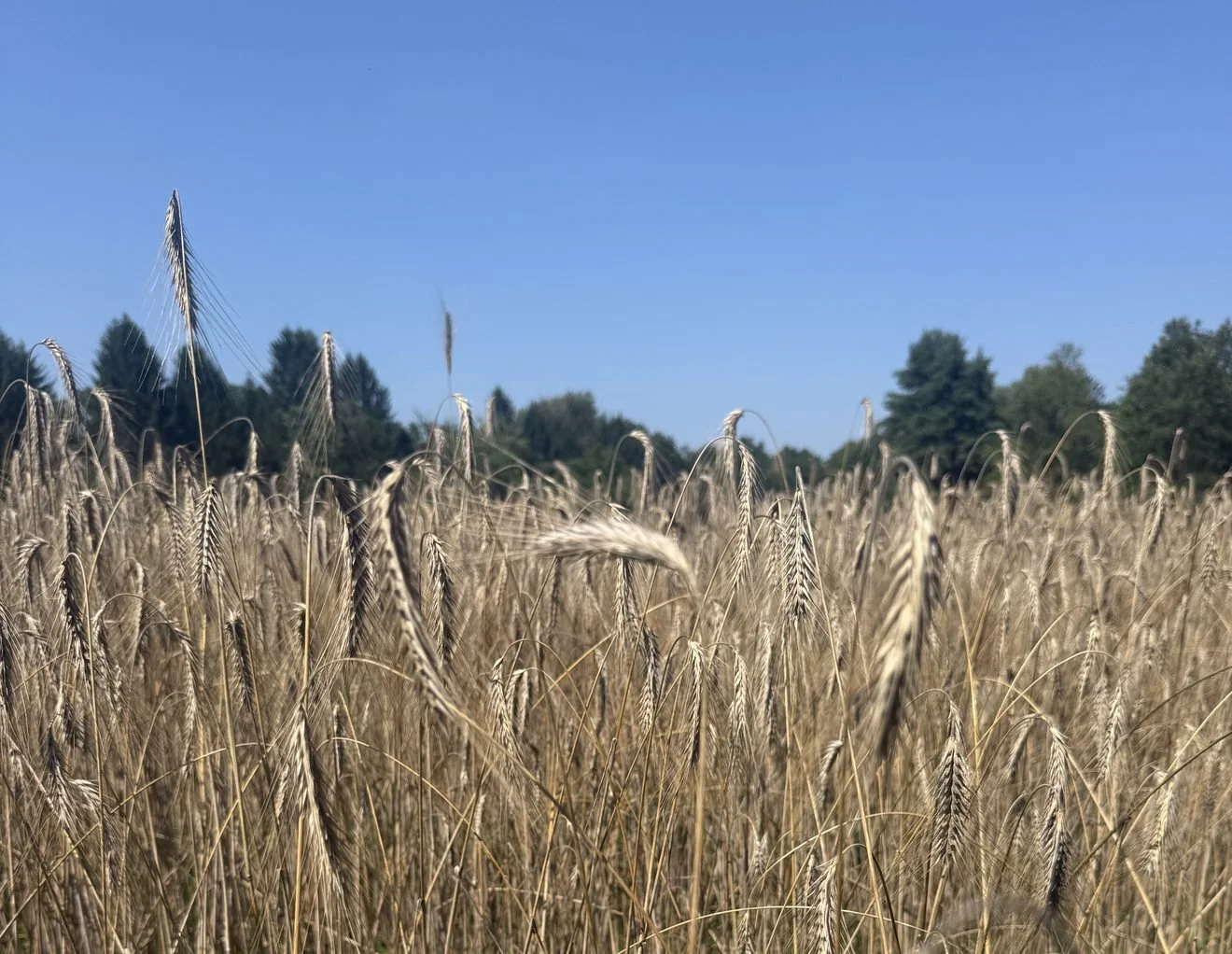 SEPTEMBER AT THE MILL