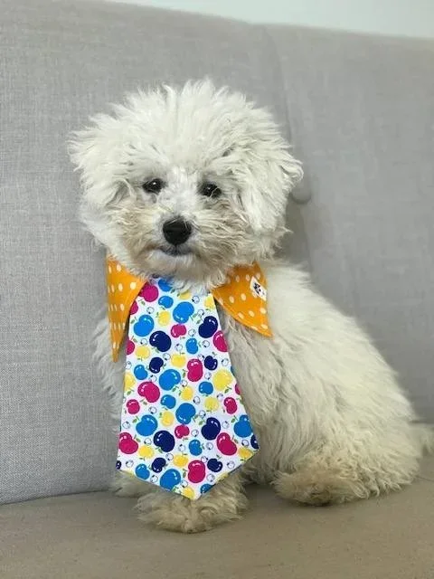 Jasper The Therapy Dog