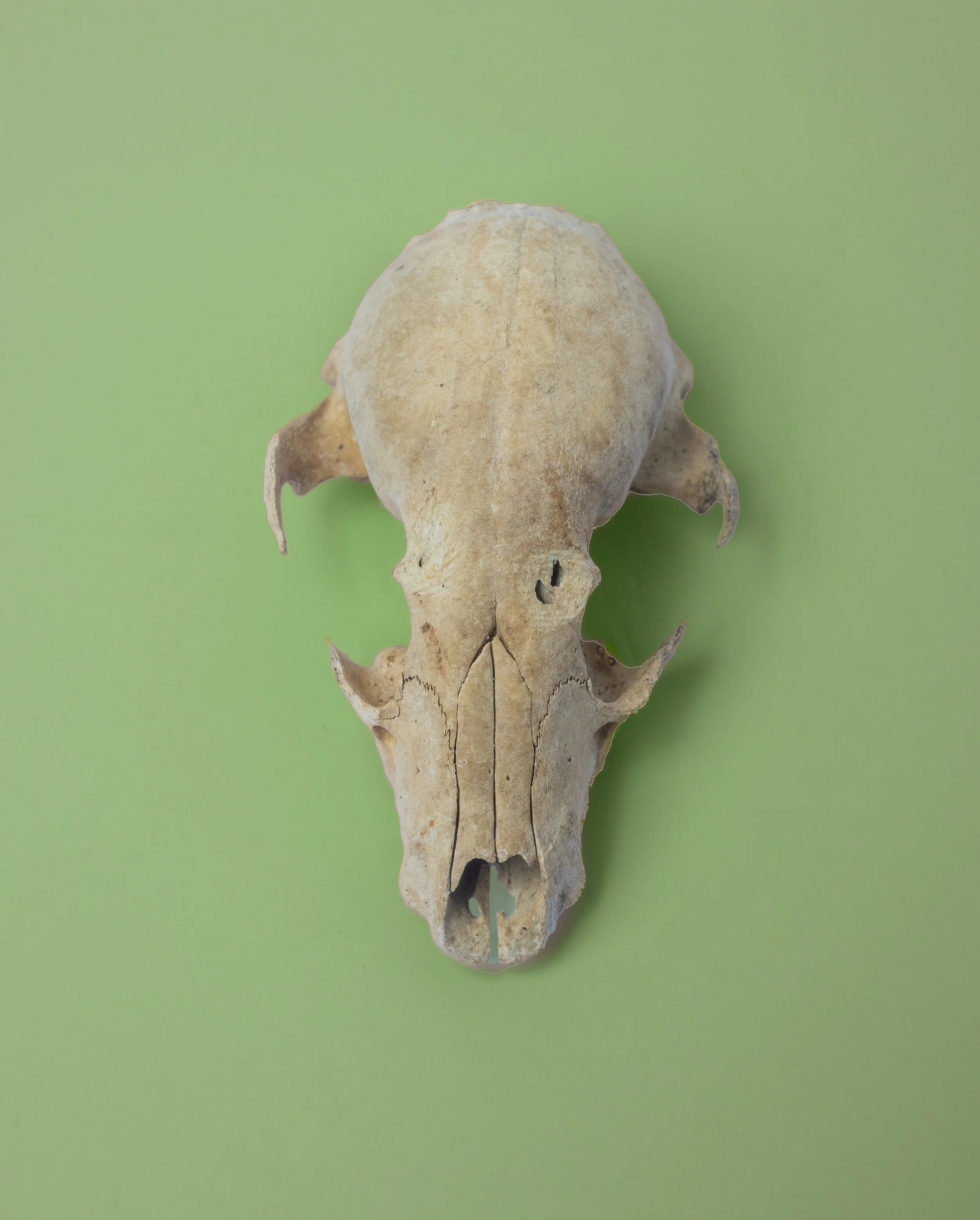 skull4website.jpg