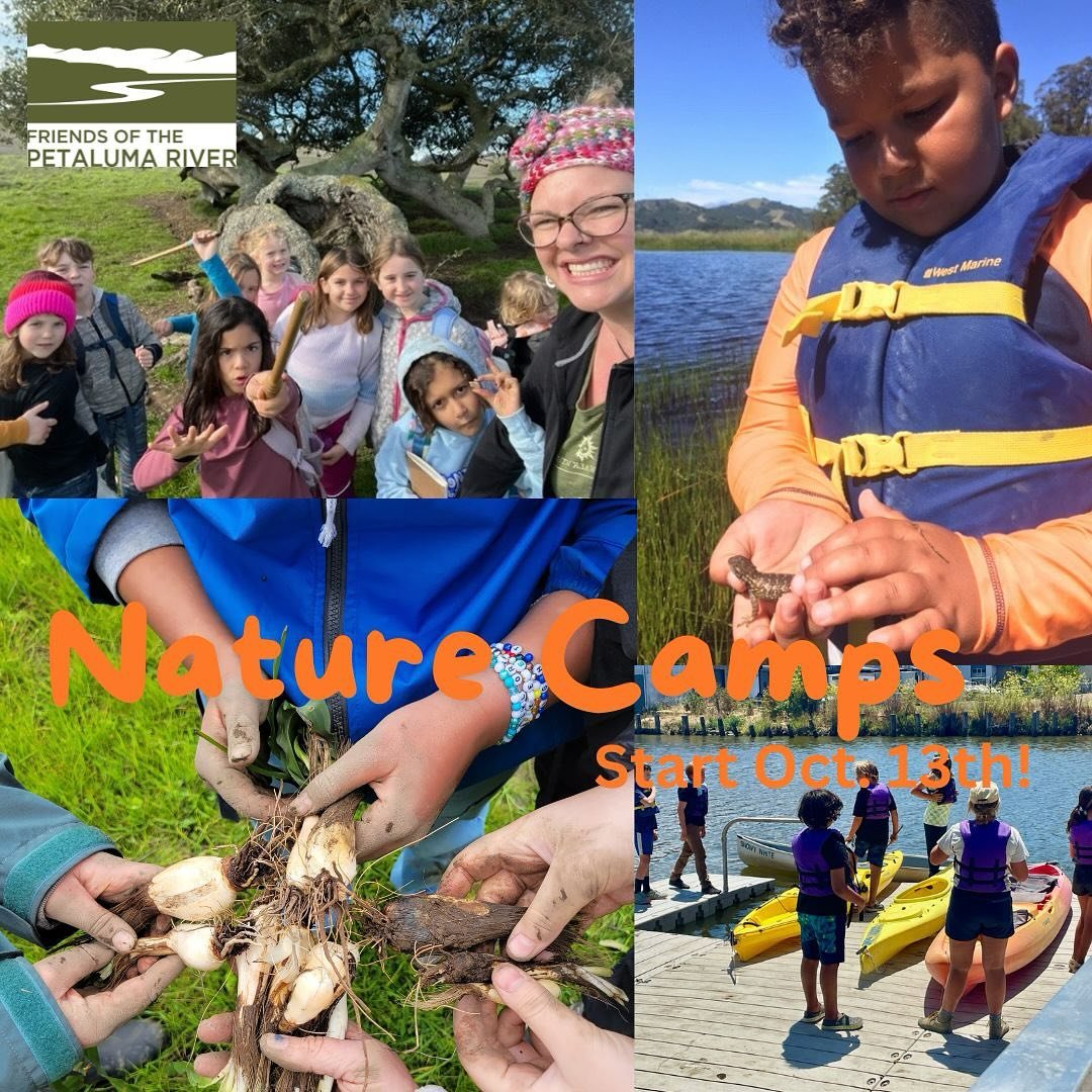 Friends&rsquo; Nature Immersion camps begin this weekend, Oct. 13th. Sign your child up today to play and explore with us this school year. Fall and Spring sessions!Scholarships are available! Registration at https://enrichment.kids/ca/petaluma/natur
