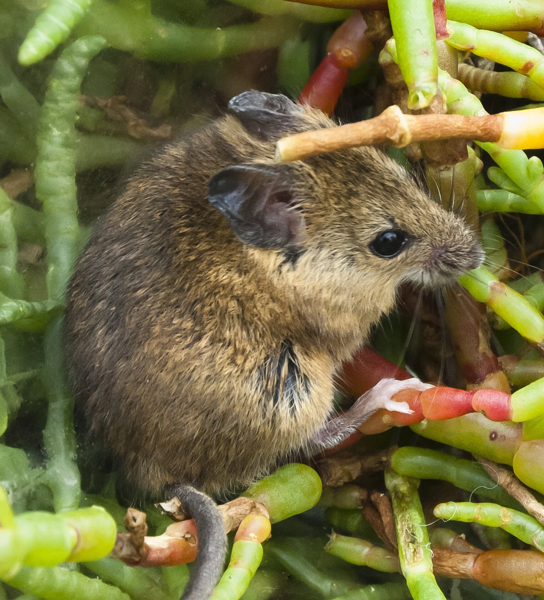 Pelican-Media-salt-marsh-harvest-mouse (1).jpg