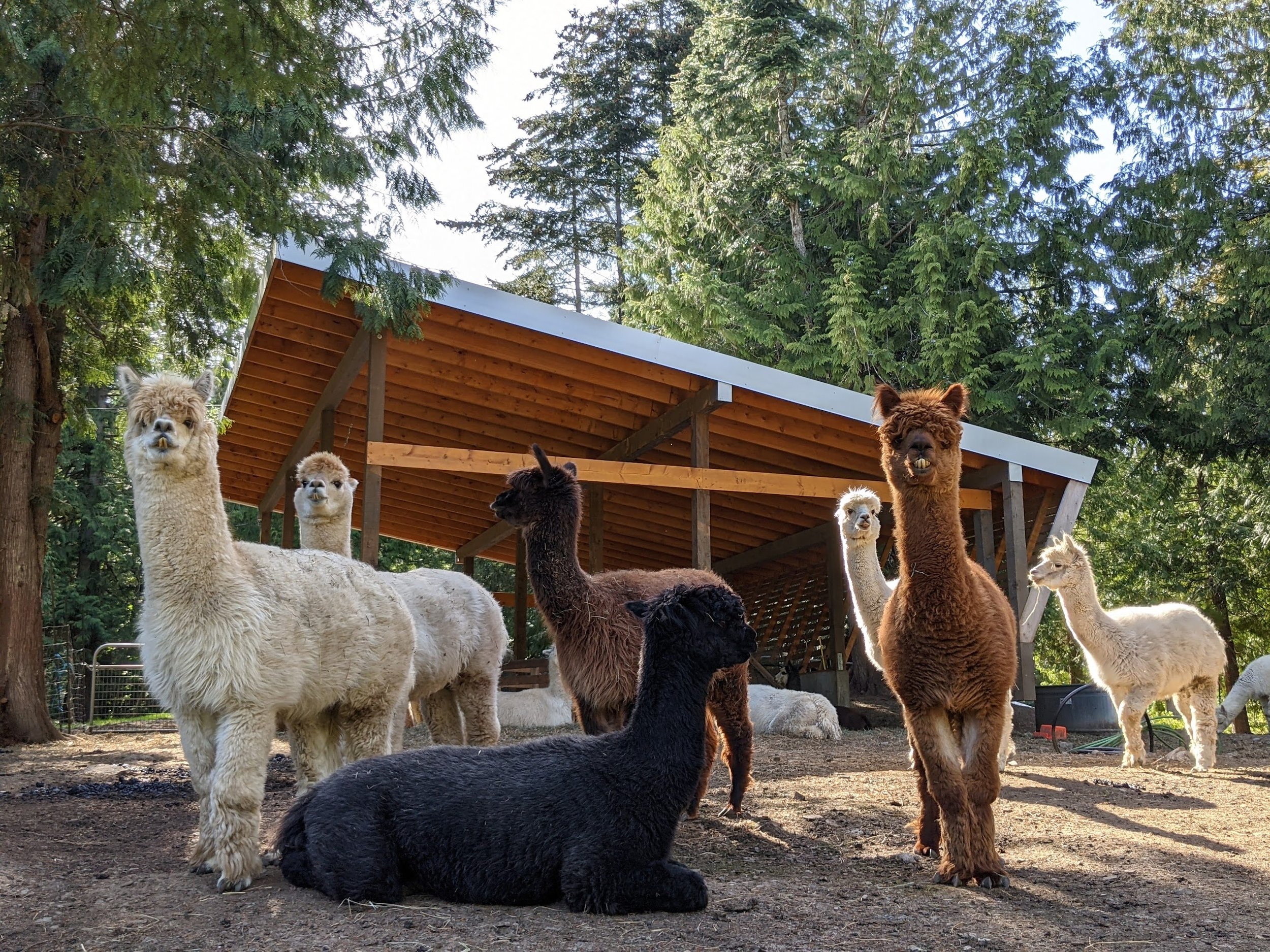 alpacasandshed.jpeg