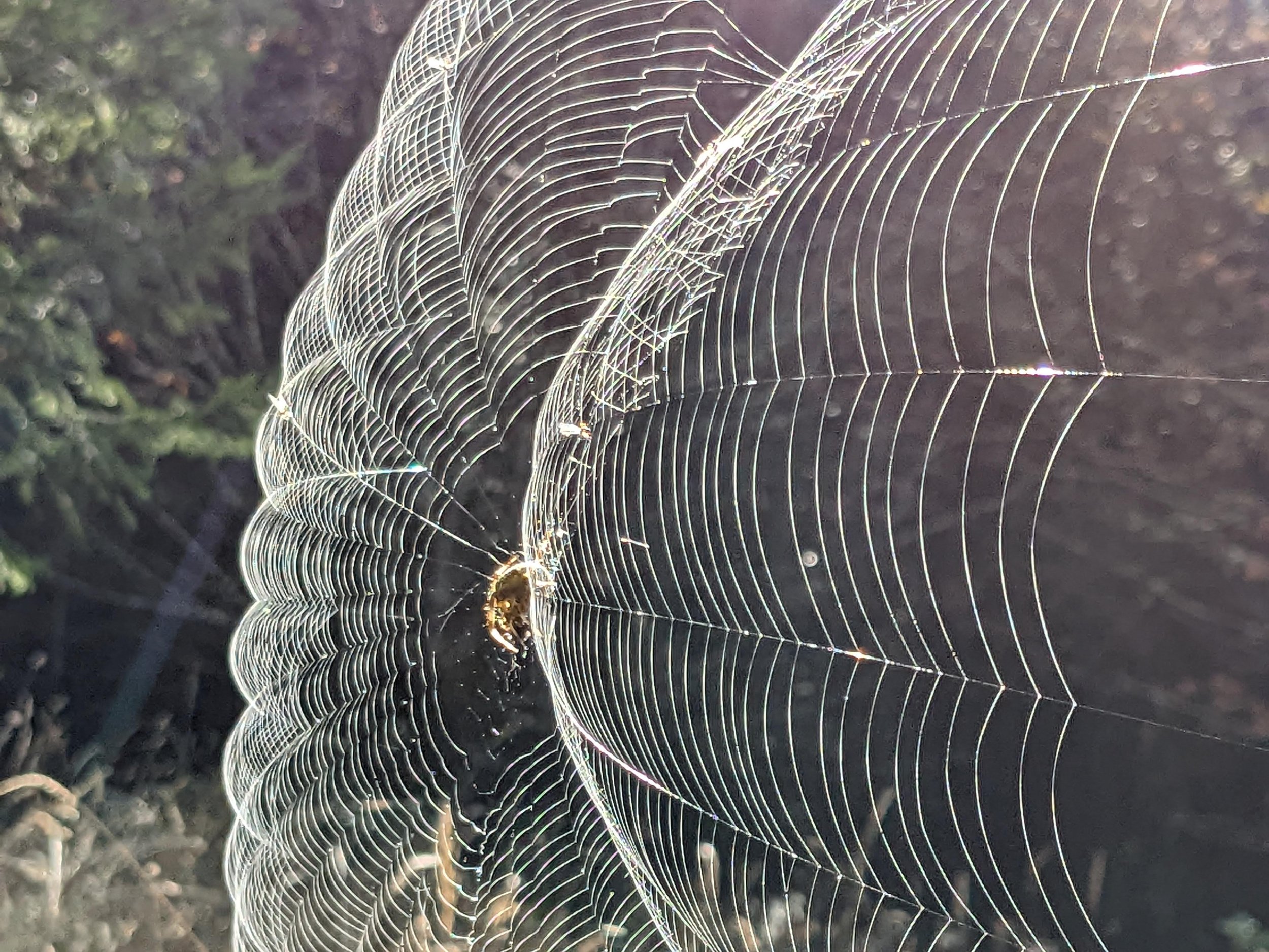 spiderweb.jpg