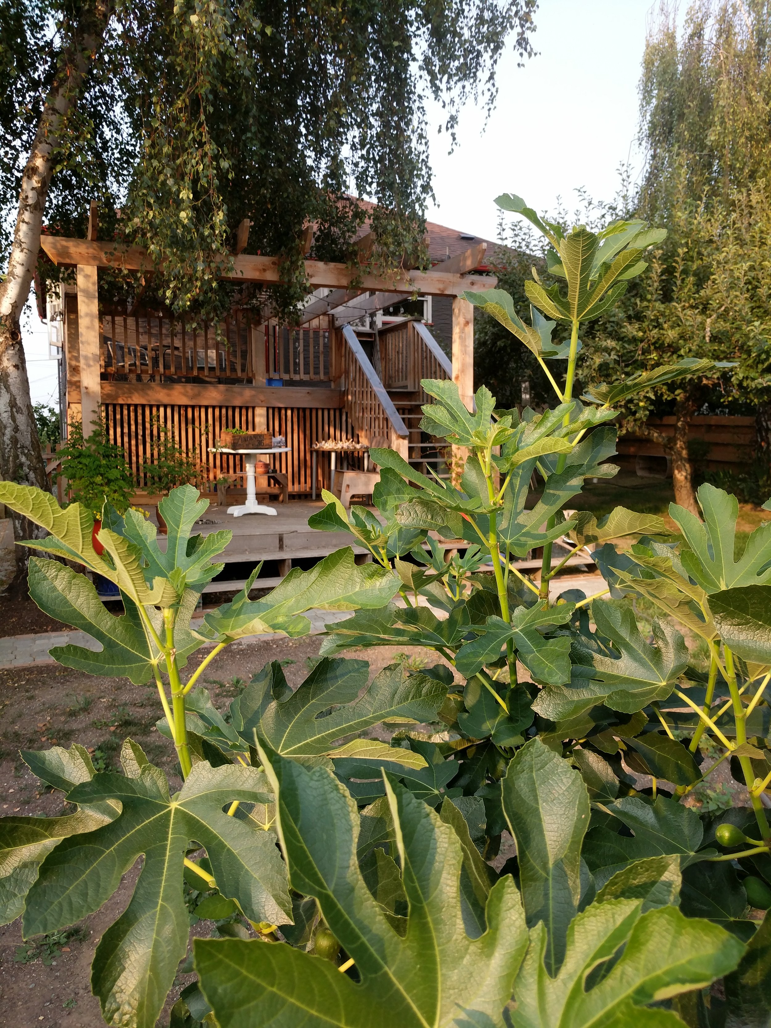 IMG_20170807_183719.jpg