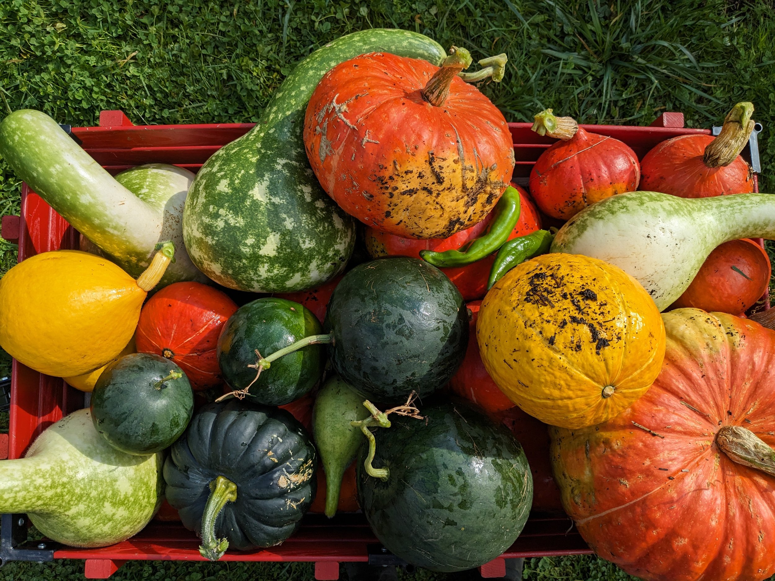 squashes.jpg