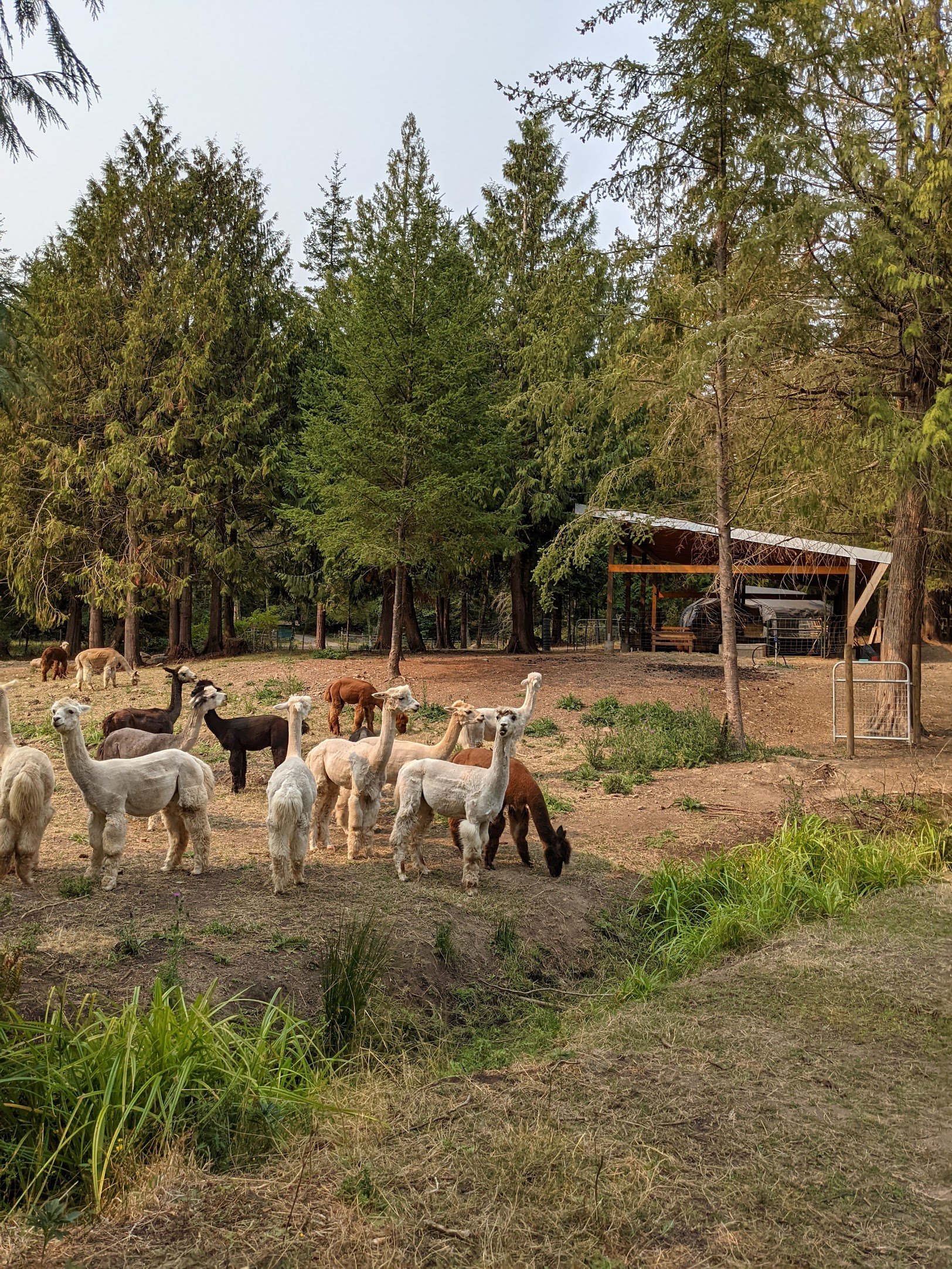 alpacasandshed2.jpeg