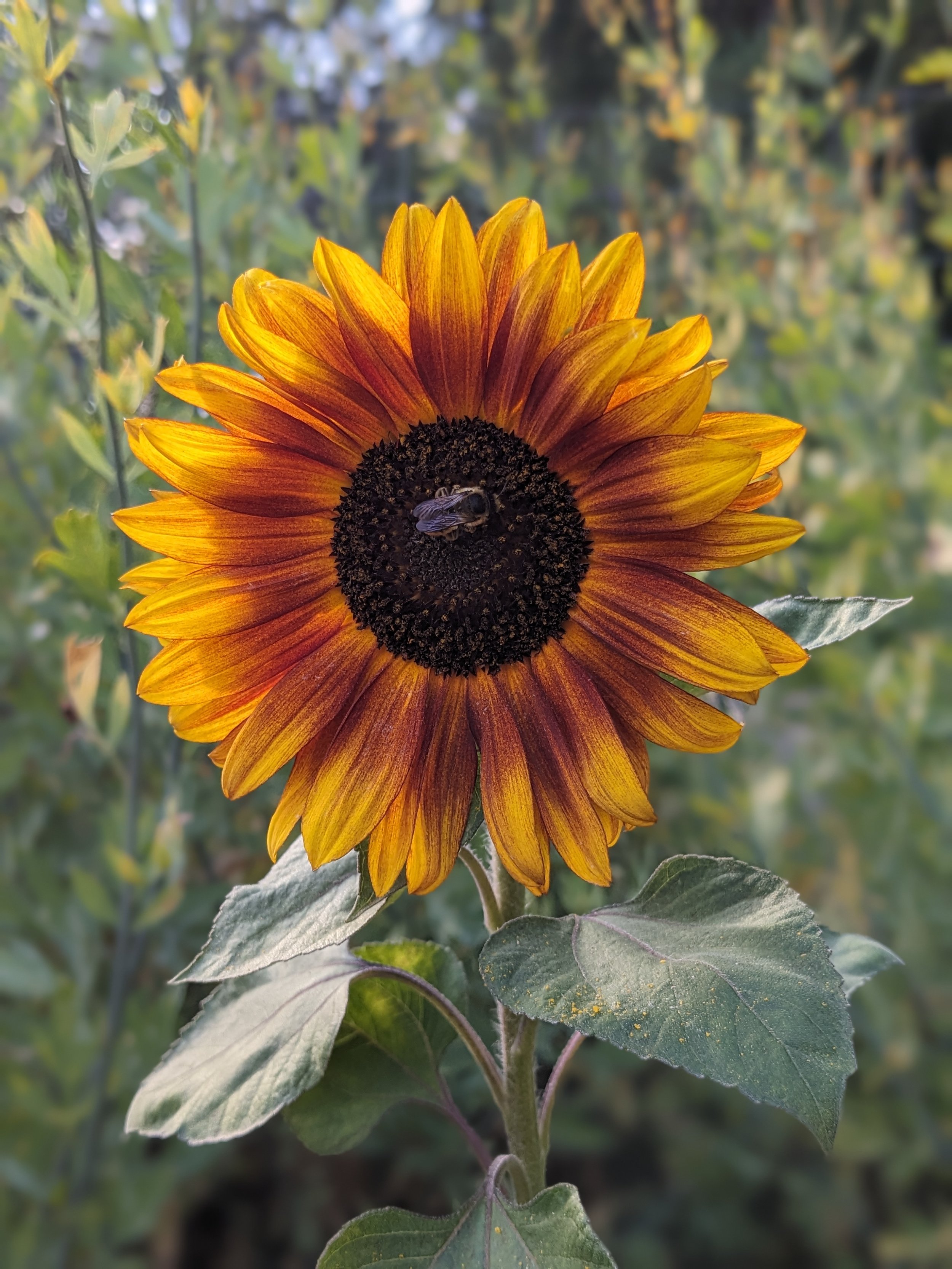 sunflowerandbee.jpg