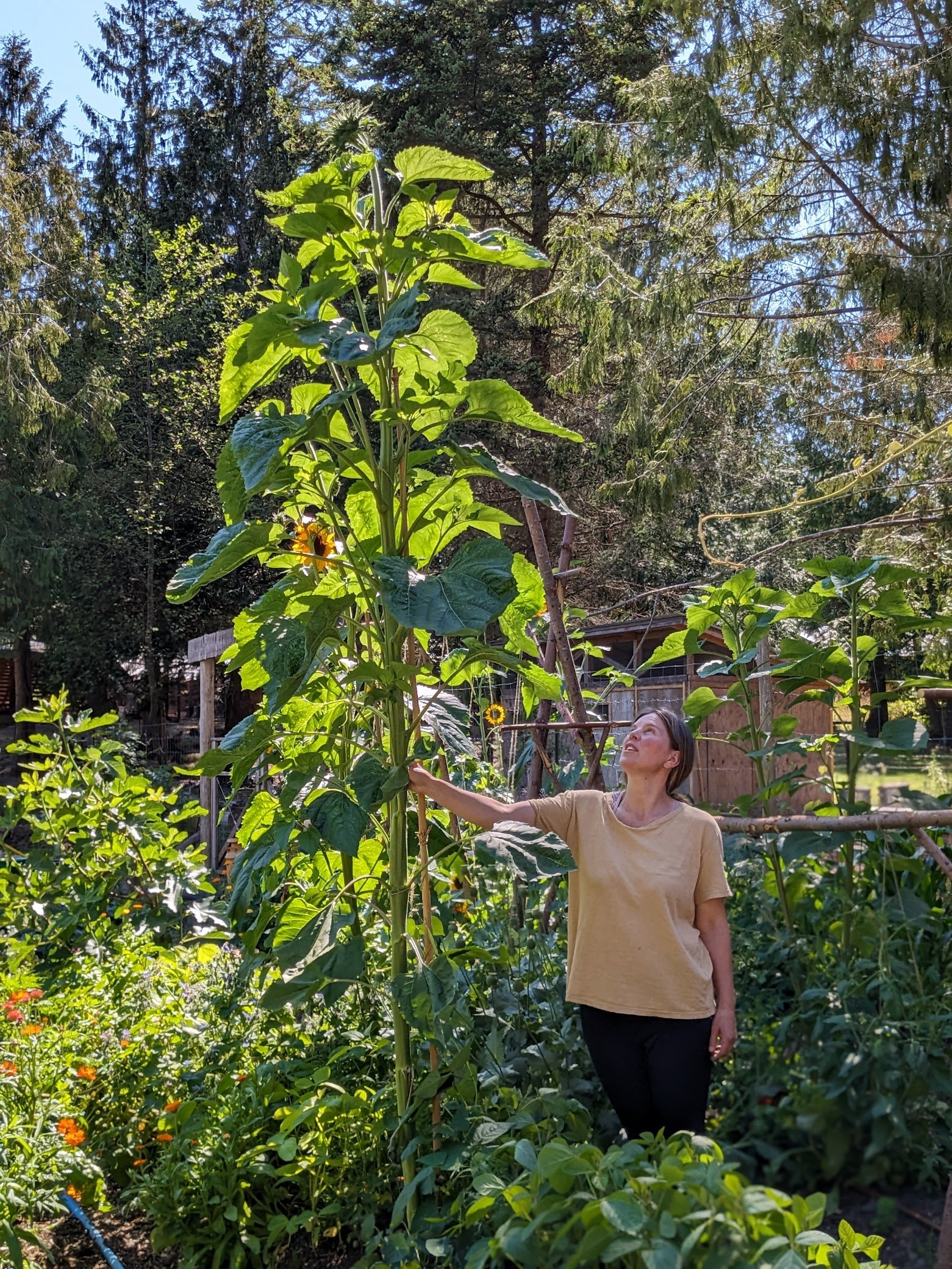 sunflower.jpg