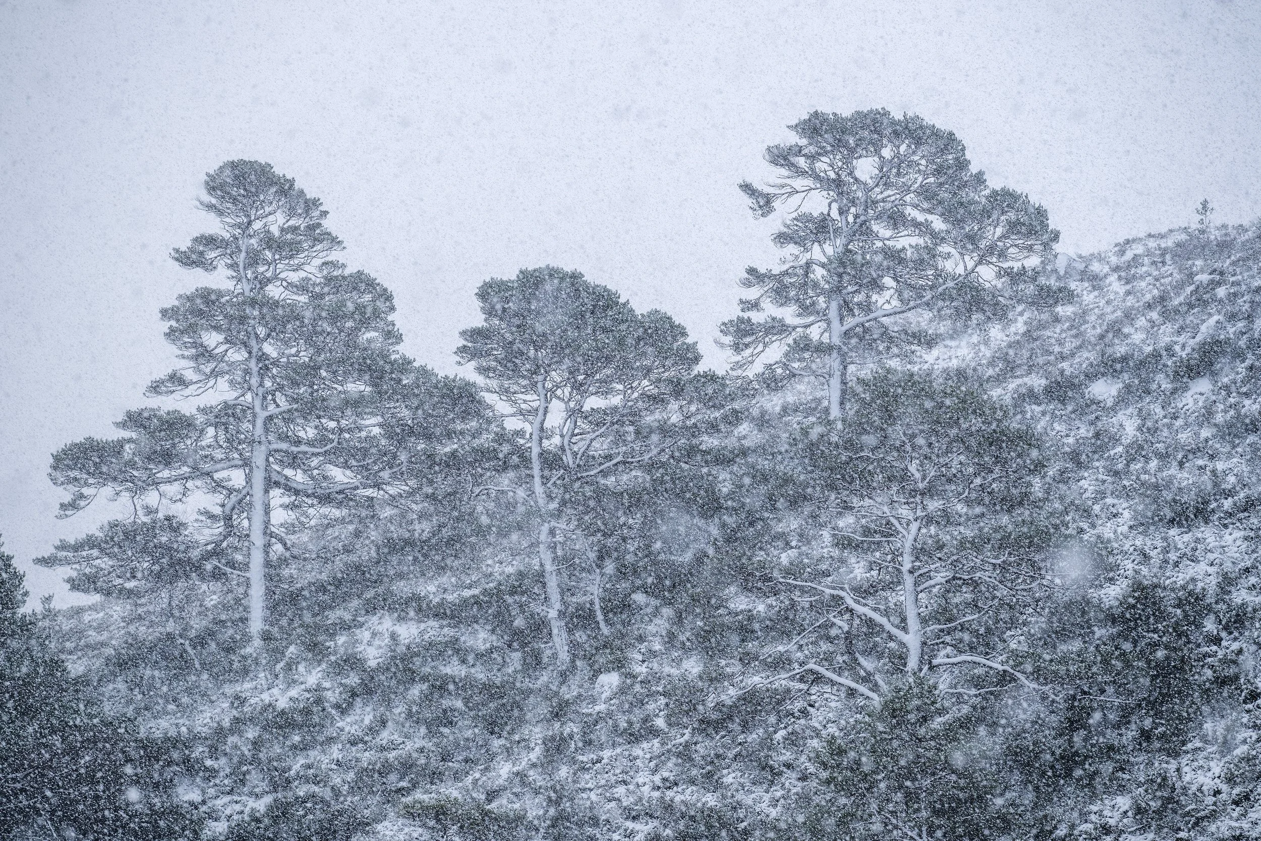 Pines in the snow.jpg