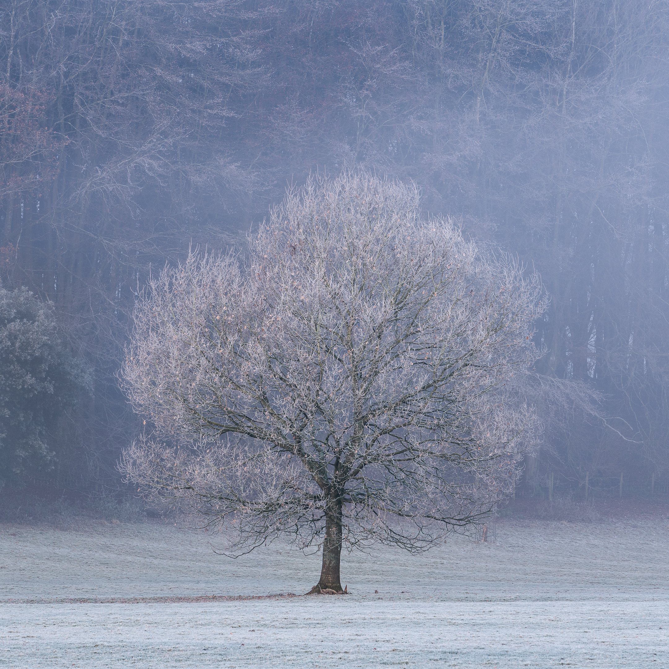 20191130-DSC_5629-Edit-Edit.jpg